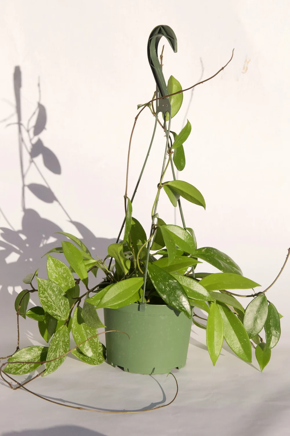 austin tx buy snake plant Sansevieria - Snake Plant