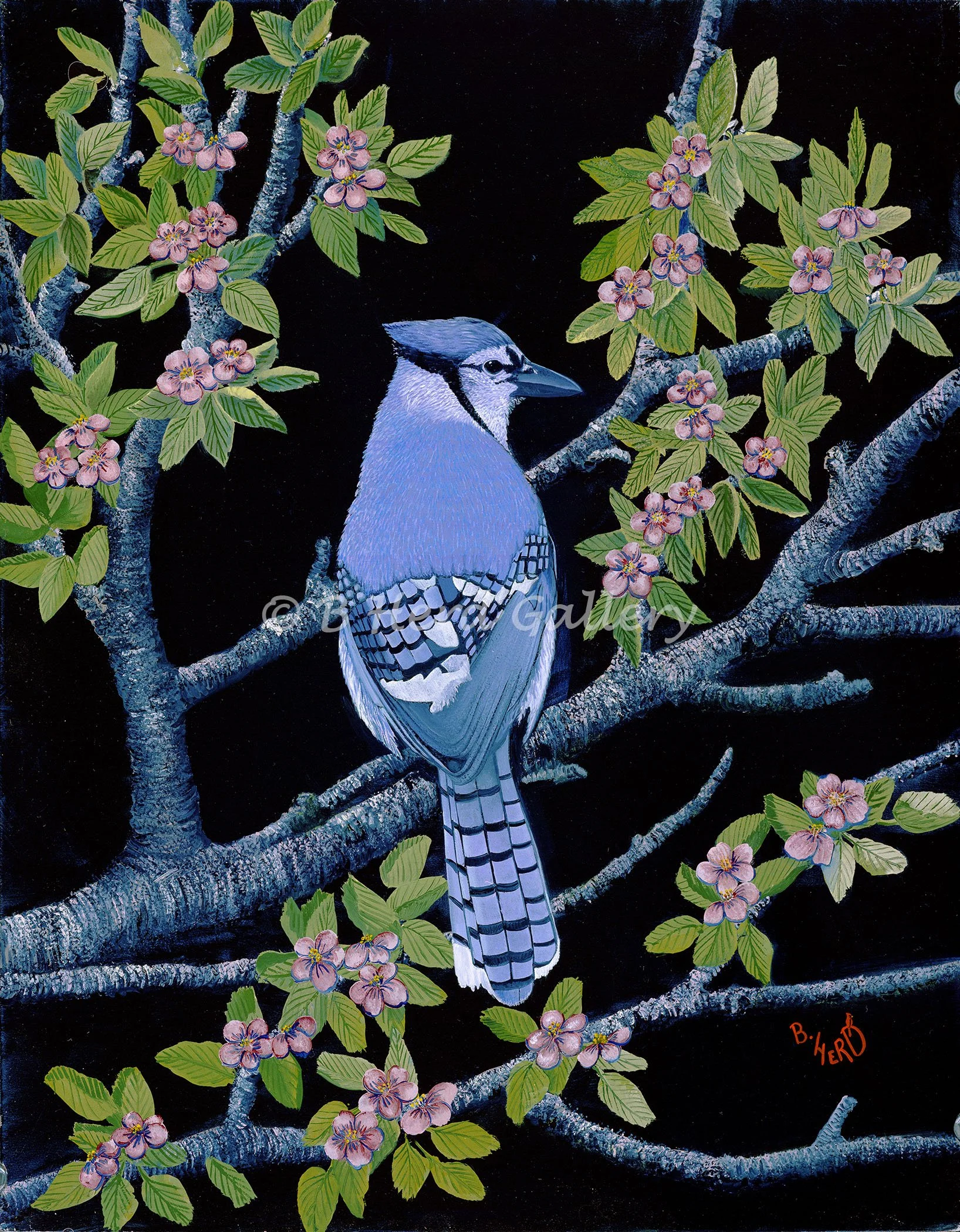 Bluejay