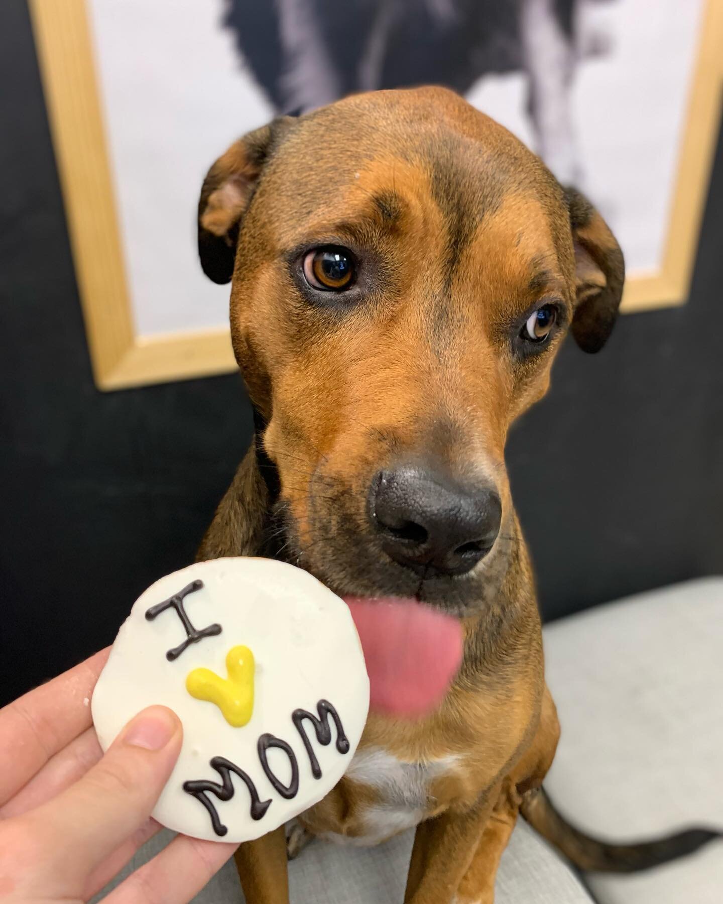 These kk pups love their mamas! McClain loves his mama so much that he couldn&rsquo;t wait to eat his cookie before the picture *last pic* 😂🍪💛

This week only - Mother&rsquo;s Day Cookies $3 each