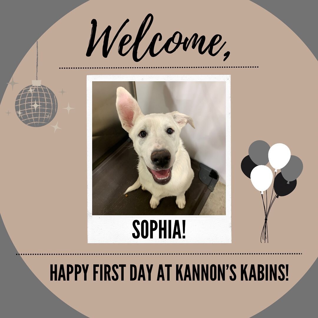 Happy First Day at Kannon&rsquo;s Kabins, Sophia, Maggie, Jools, Apollo, &amp; Nokee!