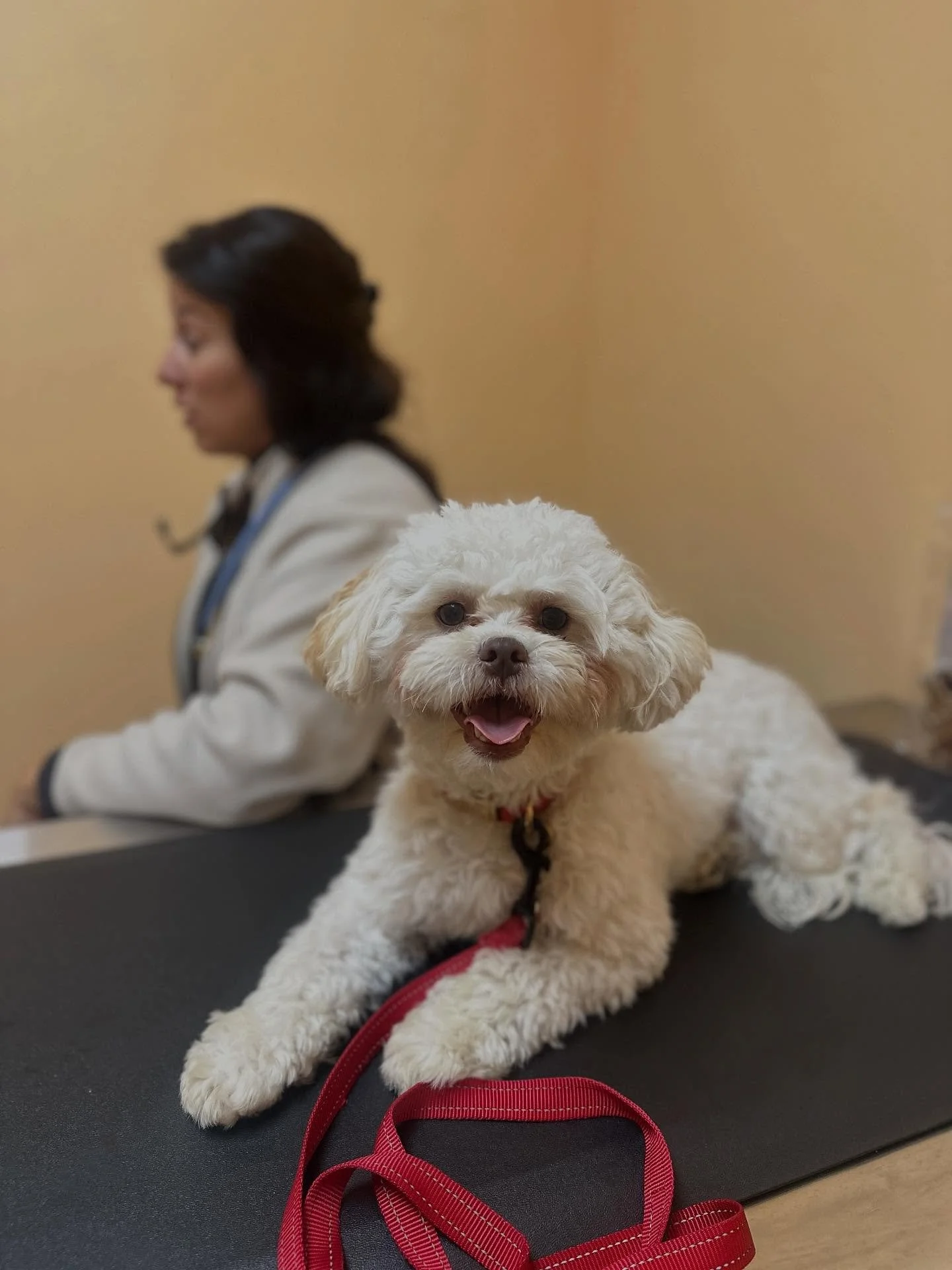 πΎ Kannon’s Kabins - Vet Clinic, Boarding, AND Daycare πΎ
Is your pet due for vaccines, a wellness exam, or a health check-up? πΎ
Schedule an appointment with us today! Dr. Parra is dedicated to clear communication and personalized care, work