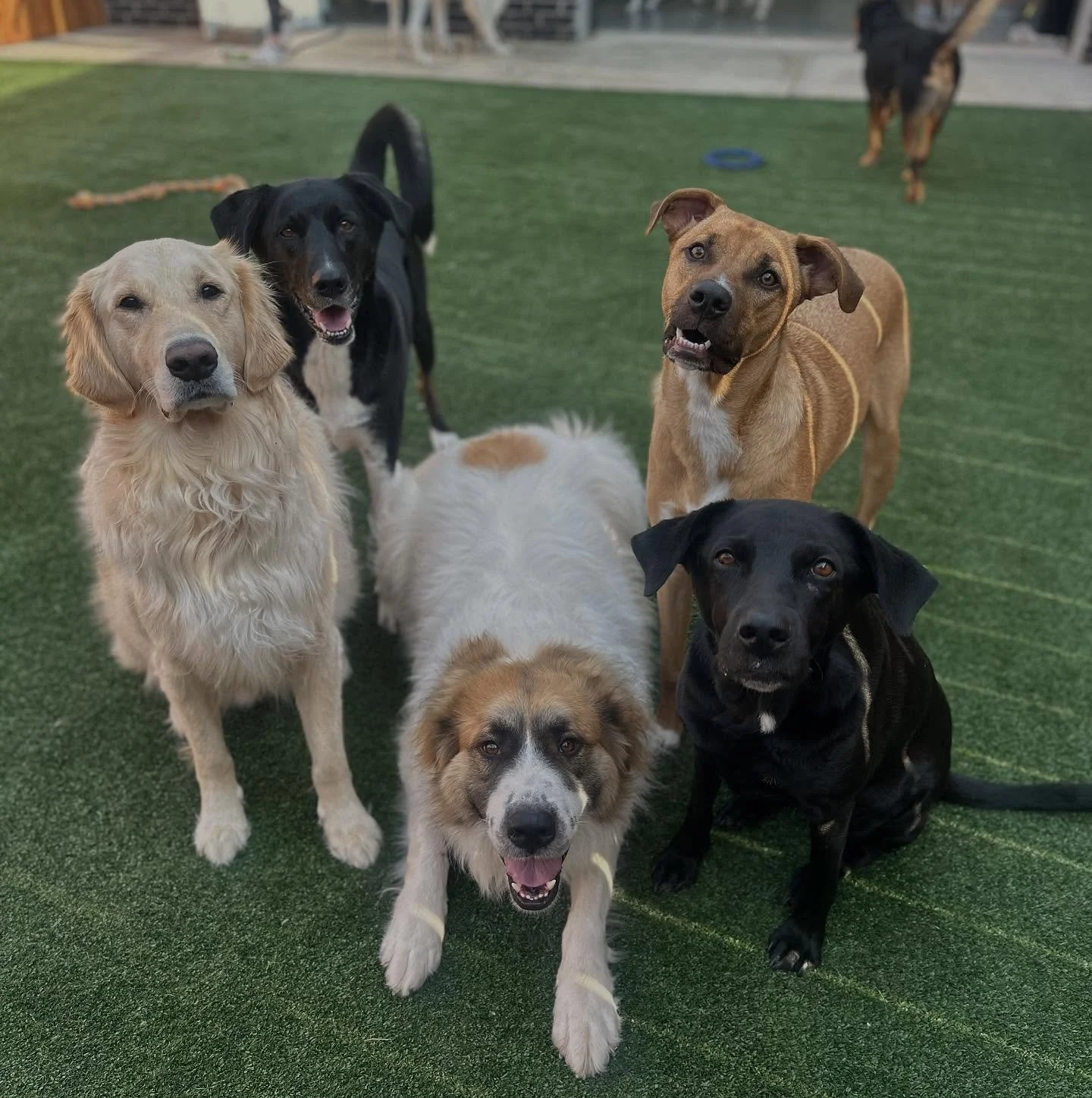 Warning: your dog may come home with new BFFs πΆπ Book daycare today!