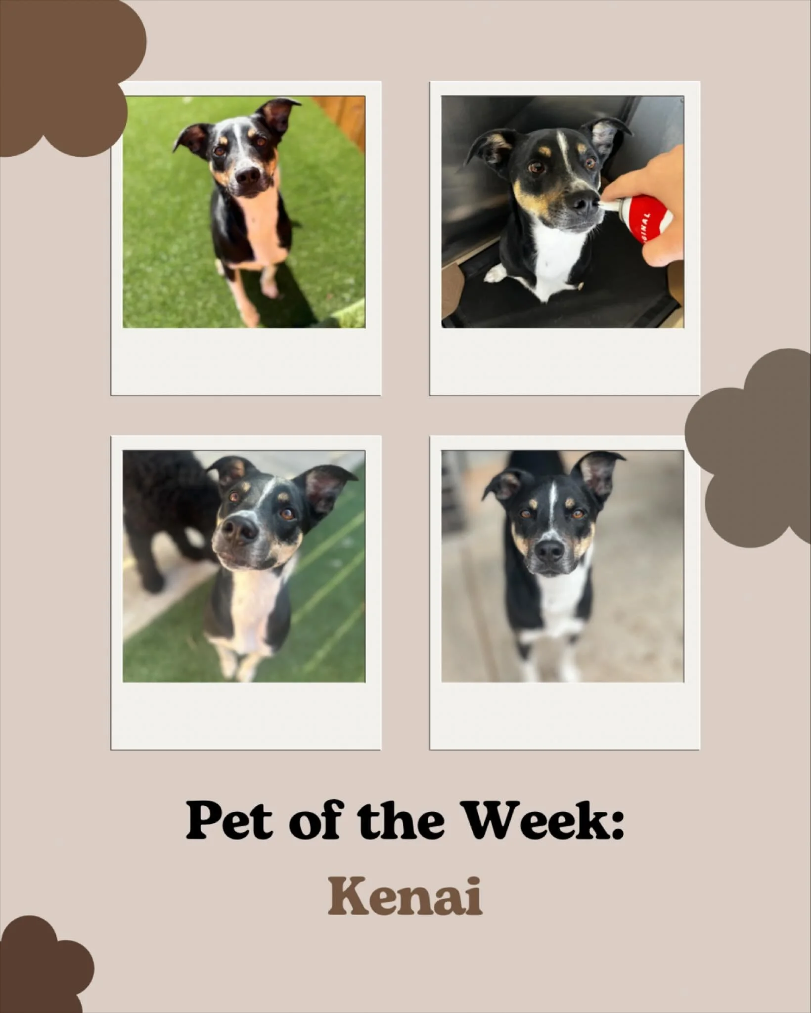Meet Kenai, our featured pet of the week!
Kenai is full of personality and charm. He’s always excited to greet staff and other pups, and he brings an energy that makes playtime extra fun. When he’s not zooming around the yard, Kenai love