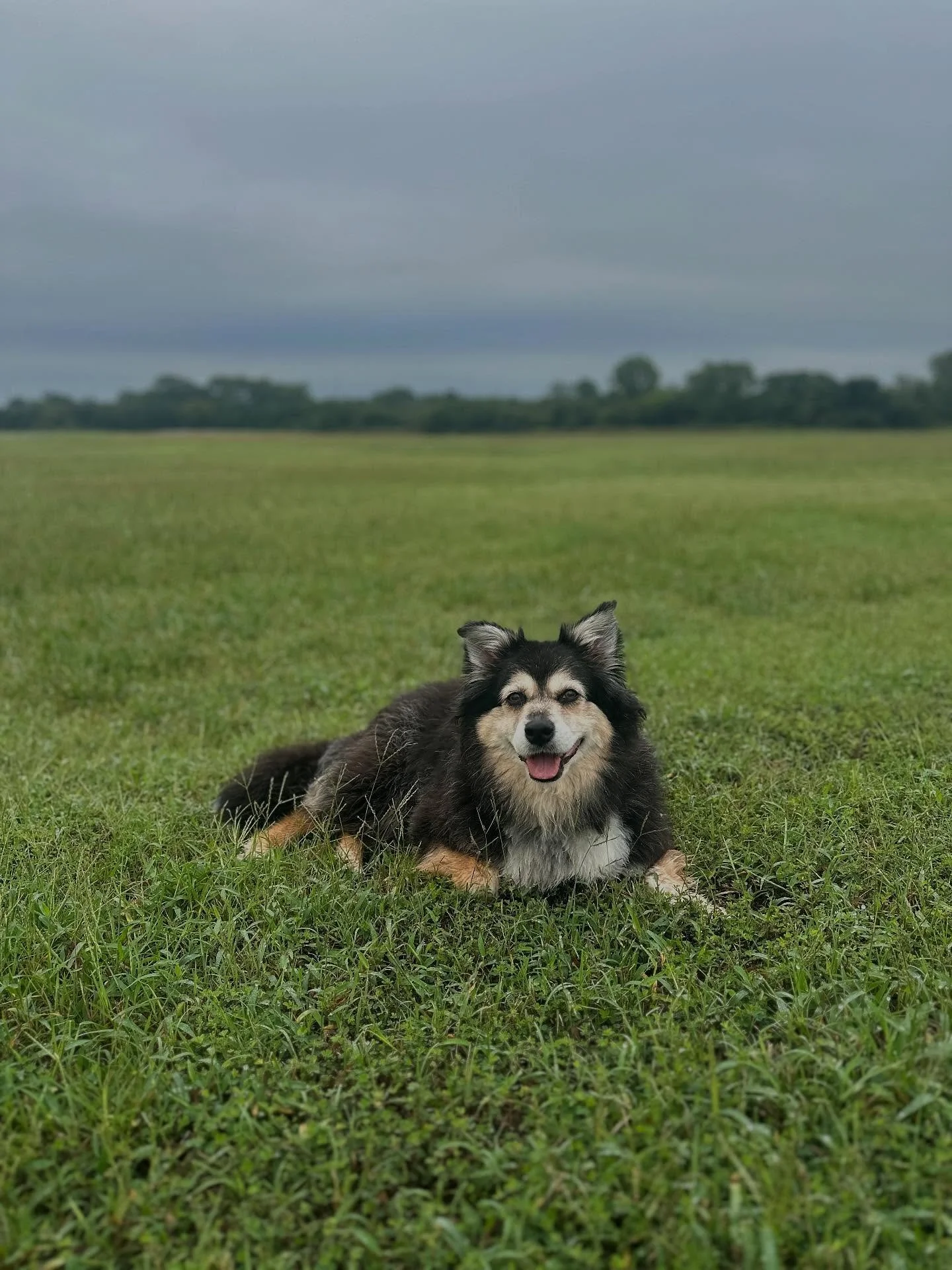 β¨ Kannon is almost 13 and still living her best life! β¨
Last year we noticed her slowing down, and Dr. Parra prescribed a treatment plan to support her joints and keep her comfortable.
β
Adequan – This is an injection series that treats osteo