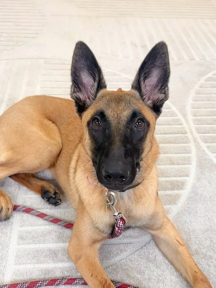A Belgian Mallinios head tilt >
We hope everyone has a great weekend! Nala def started her weekend having fun and coming in for a daycare eval! β€οΈ