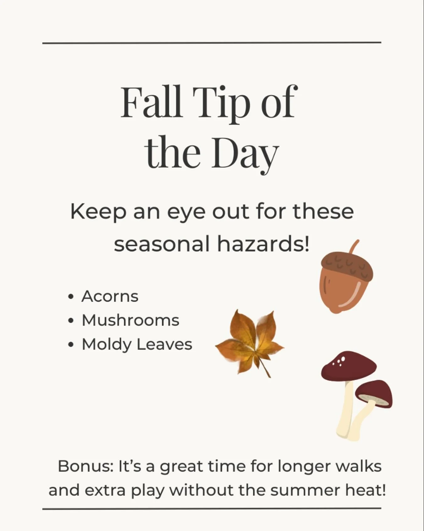 Fall Tip for Dog Parents! 

Cooler temps mean more playtime, but watch out for acorns, mushrooms, and moldy leaves! They can be toxic if your pup snacks on them! Stay safe &amp; enjoy those long autumn walks together. 🍂