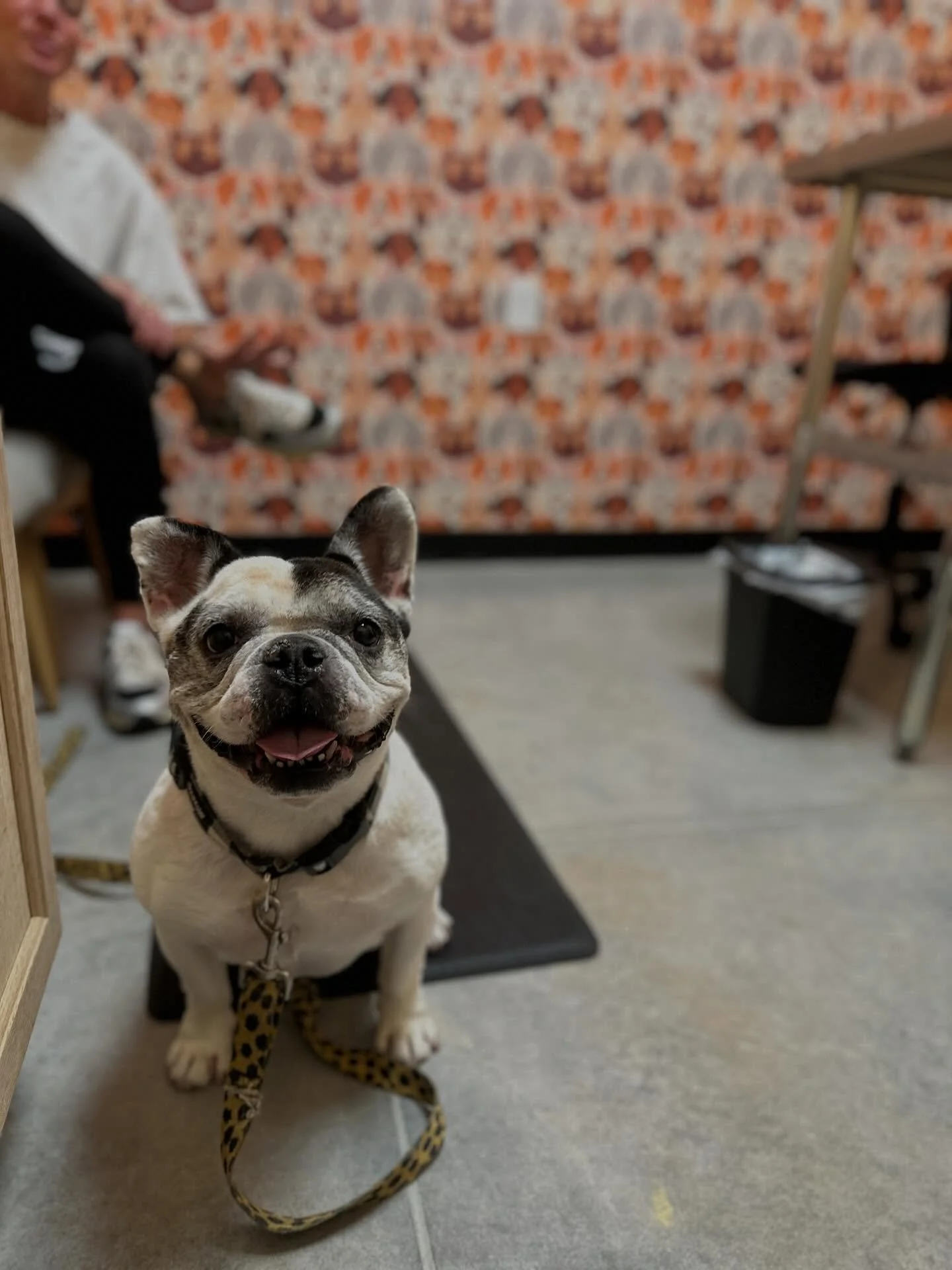 ✨ Our patients are the cutest &mdash; and we love helping them feel their best!

🐾 Ivy stopped by this week so Dr. Parra could create a personalized treatment plan for her skin allergies.
🐾 Mila came in for a UTI recheck and to get started on a new