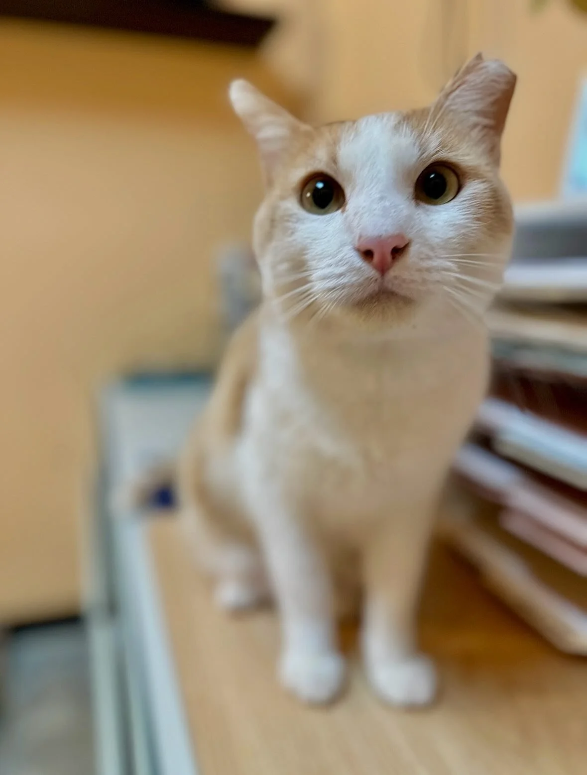 Meet Fire! 🐈🔥

If you&rsquo;ve stopped by our facility recently, you may have already spotted Fire roaming around and maybe even saying hi to you and your pups! 🐶 🐾

When he&rsquo;s not exploring or greeting visitors, 
Fire can usually be found l