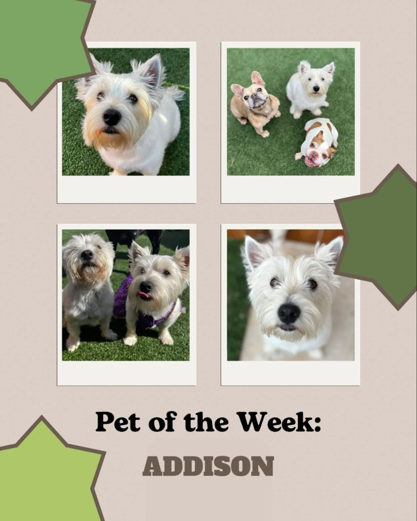 Meet Addison, our featured pet of the week! 

This sweet pup comes to daycare with her sister, Wrigley, and always keeps us smiling. Addison is full of energy and brings so much joy to playtime with her cute little awoos and happy spirit. She&rsquo;s