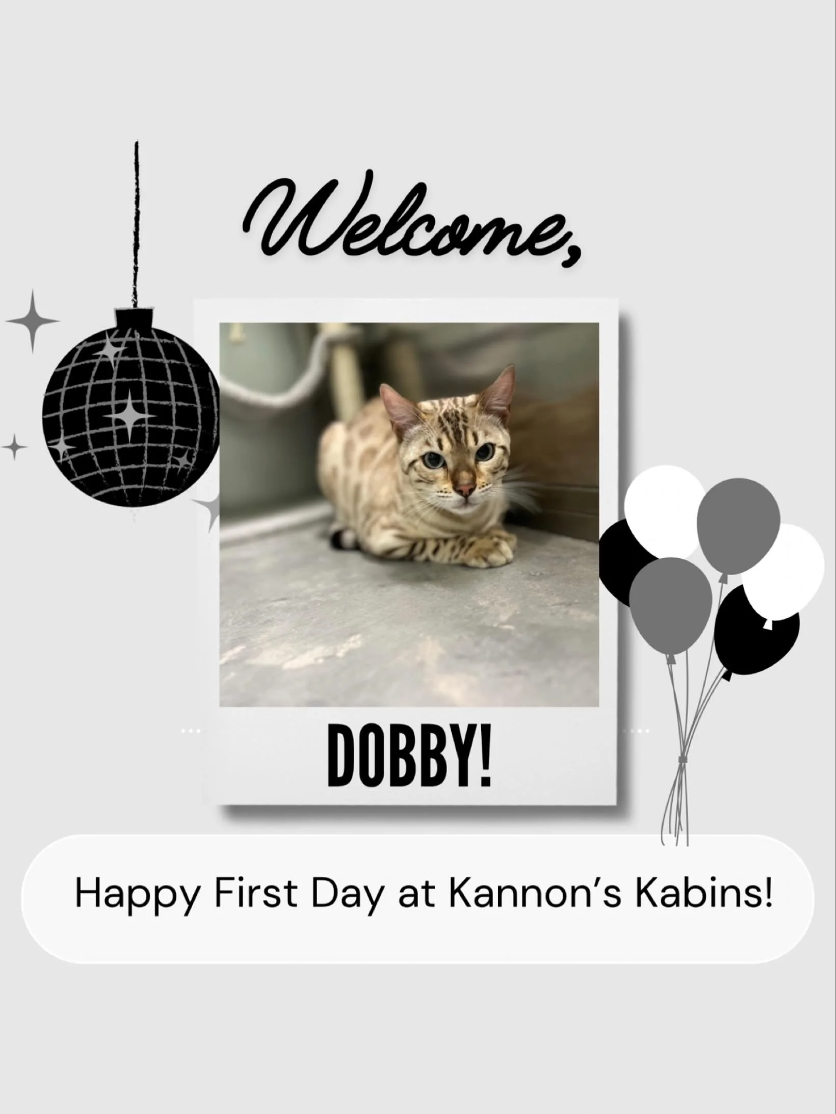 Happy first day at Kannons Kabins, Dobby!