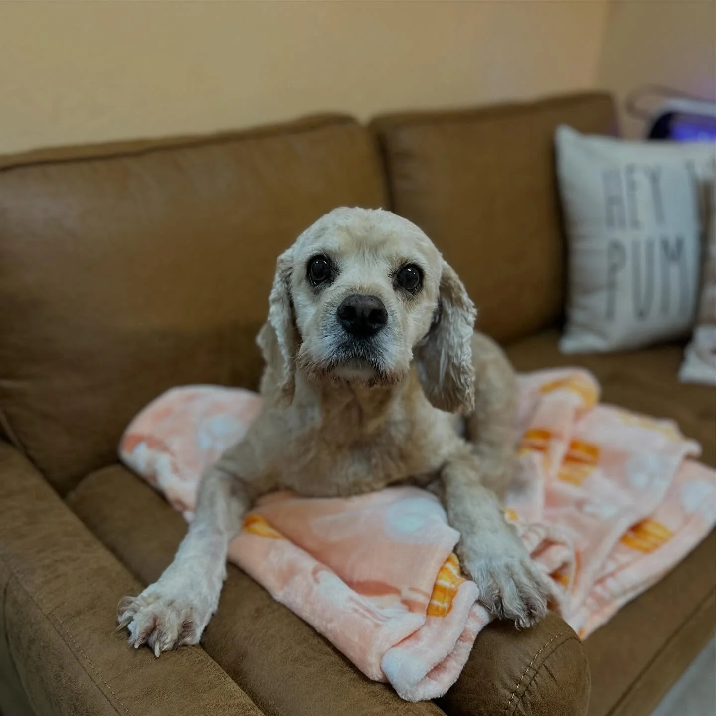 Old souls, big hearts. 🐾 Seniors get the TLC they deserve—plus vet-supervised care for your peace of mind.