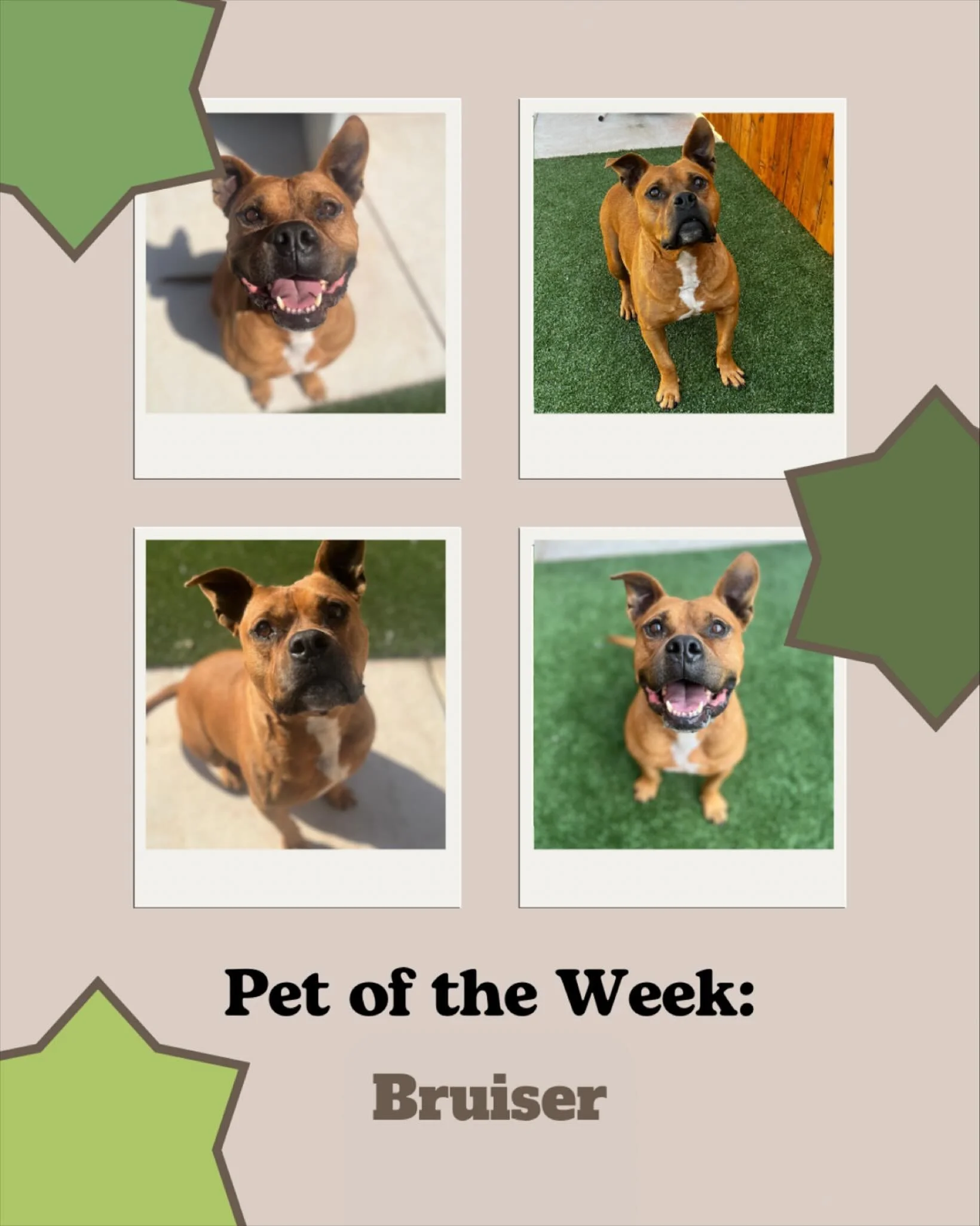 Meet Bruiser, our featured pet of the week!
Bruiser is the most lovable, adoptable pup and he is looking for his forever home! Bruiser is full of personality, loves belly rubs, and never turns down a snack. He’s great with people, enjoys walk