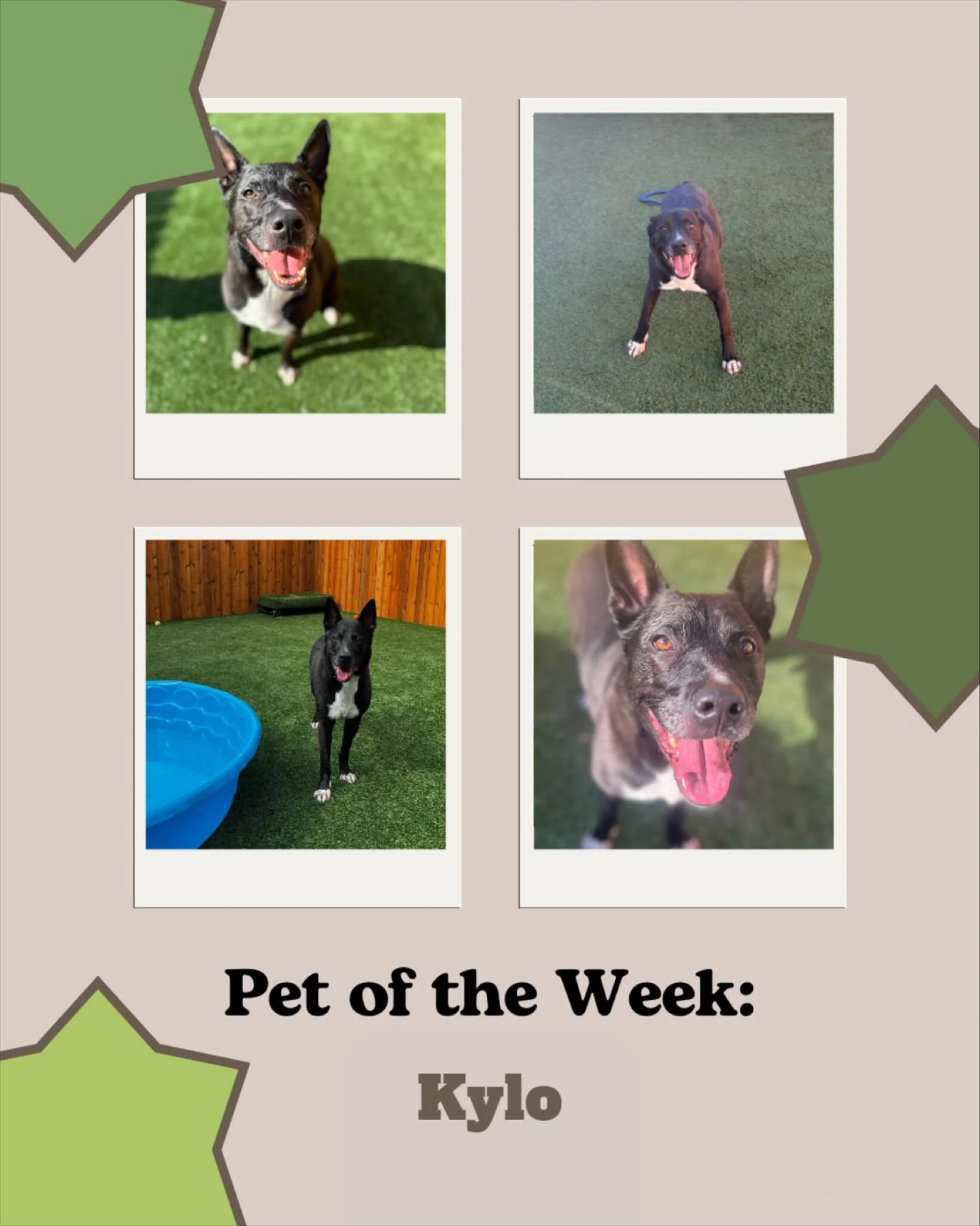 Meet Kylo, our featured pet of the week!
Kylo has been coming to board and do daycare for years now and he always lights up the room when he comes in! This handsome guy loves outdoor playtime, belly rubs, and a good nap after a day of fun. He&rsquo