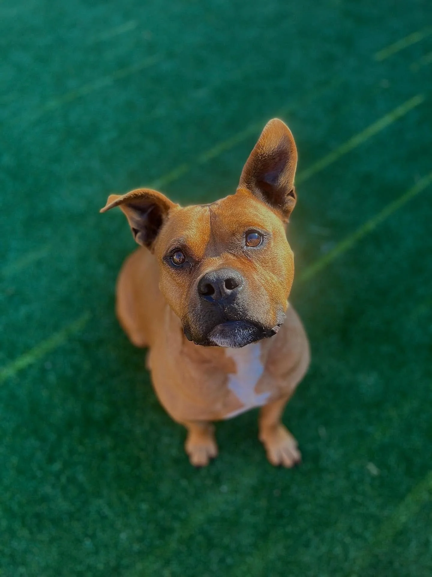 Meet Bruiser - the happiest blockhead on Earth! 🐶 🐾
Bruiser is a 5-year-old Pit Bull mix whose signature move is flashing you the goofiest, happiest grin you’ve ever seen. He’s a big teddy bear at 70lbs, incredibly sweet with people, a