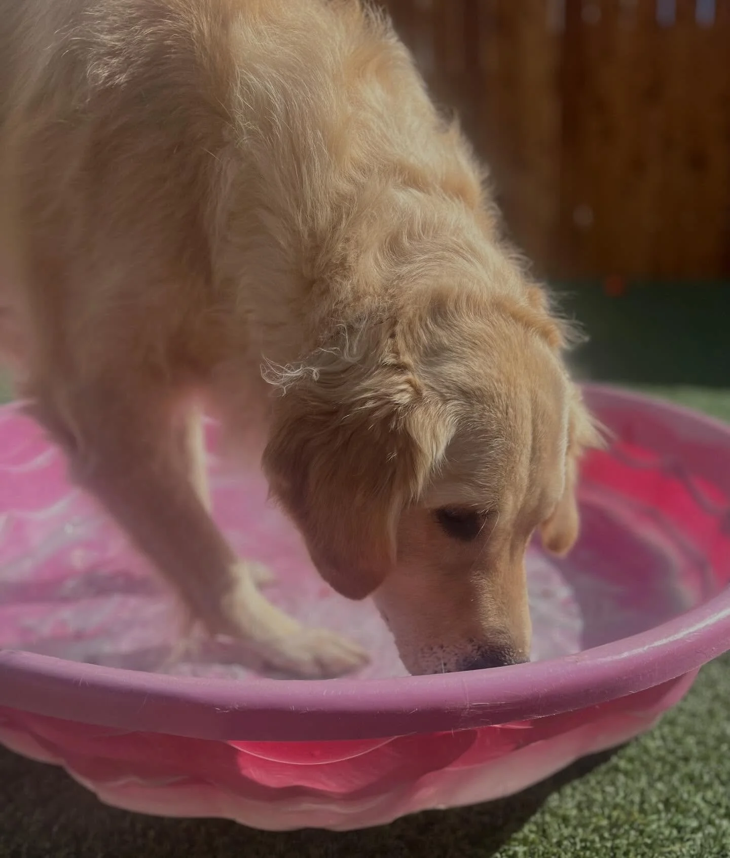 Did you know daycare at Kannon’s is more than just playtime? 🐾
Every pup has their own personalized plan designed to make their day fun, stimulating, and full of learning! We like to think of it as doggy school taken to the next level. From b