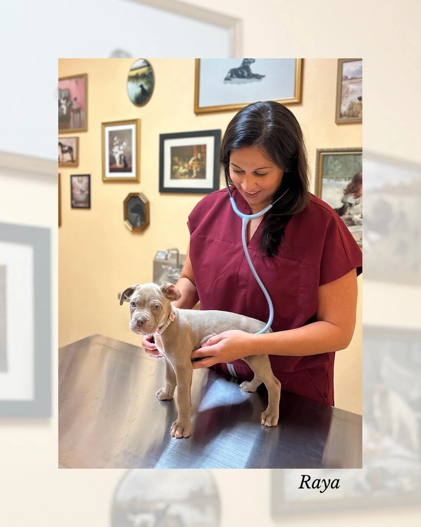 From puppies to seniors, Dr. Parra has you covered! 🐾 New clients are welcome! Book your vet appointment today and experience the care your pet deserves!
#vetmed #seniordogs #puppies #okvet