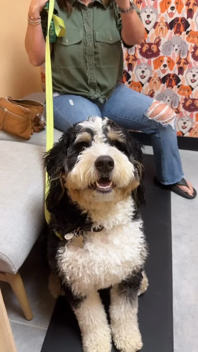 When you’re so excited to be at the vet 🤣❤️ 
Samson came to get established and was such a good boy! He got his vaccines updated and a 4DX Test to make sure he was heartworm and tick borne disease clear!