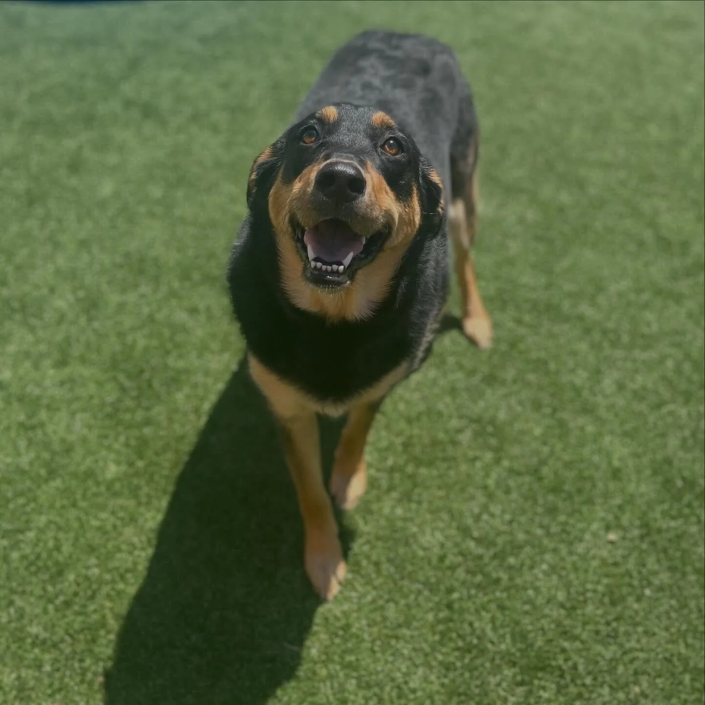 Can you guys believe Thanksgiving & Christmas are just around the corner?! 😮 If you have plans for the holidays and are worried about pet care - DON’T! We have you covered! 
We do it all and are available to ease your stress! You just hav