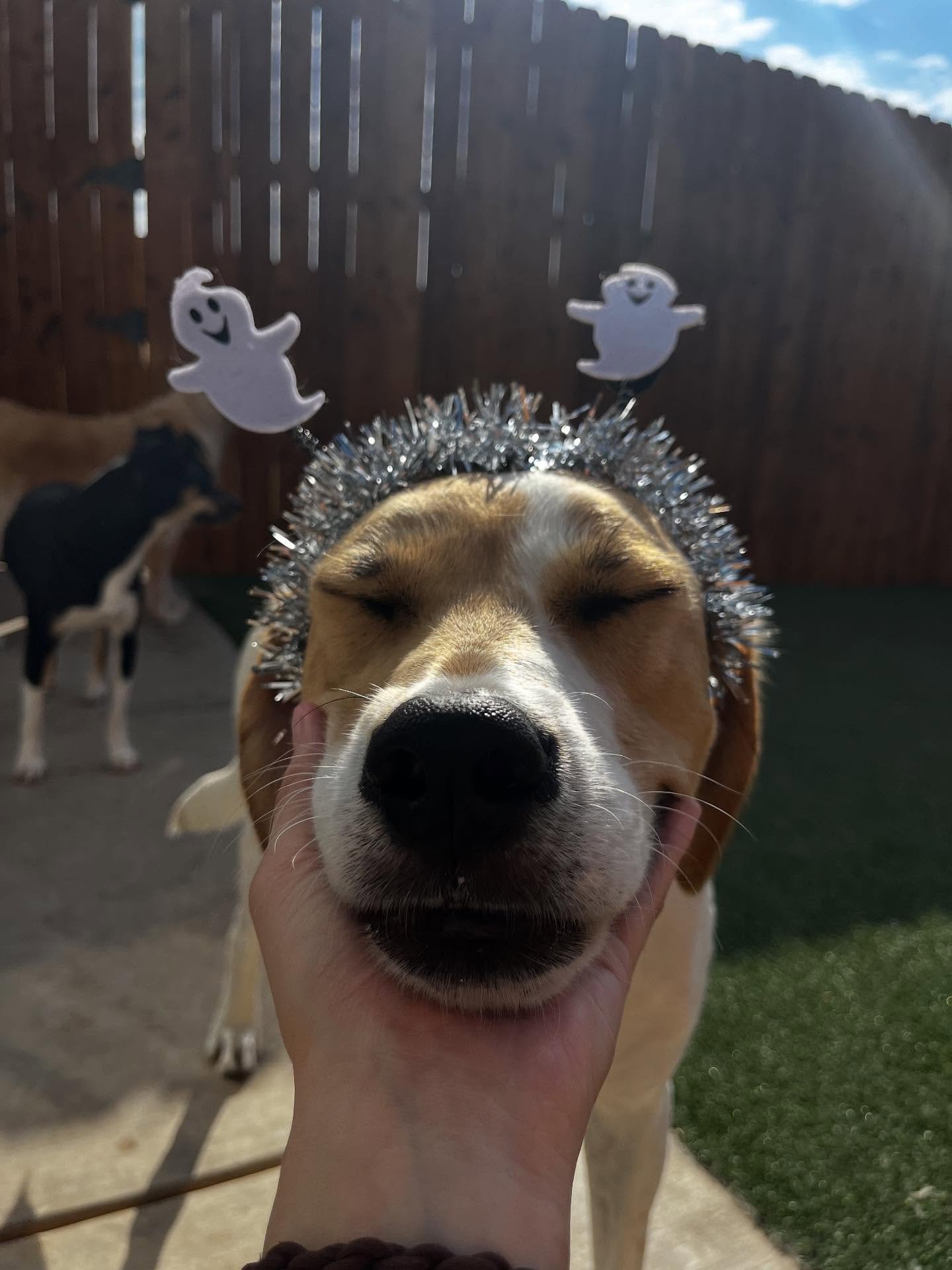 ADOPT REBA 

🌞Meet the Sunshine of Your Life &mdash; Reba!🌞 Age: 3 years old Breed: Large breed mix Weight: 64 lbs of pure love, smiles and tail wags
This happy girl is a walking ray of sunshine, with a big wagging tail and an even bigger smile to 