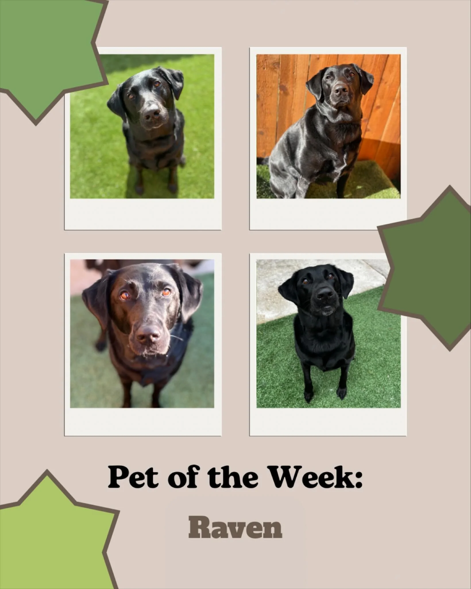 Meet Raven, our featured pet of the week! 

Raven has been coming to daycare since she was a little pup (over 4 years now!) and we&rsquo;ve had the pleasure of watching her grow up throughout the years. Raven is your typical food-motivated lab with a