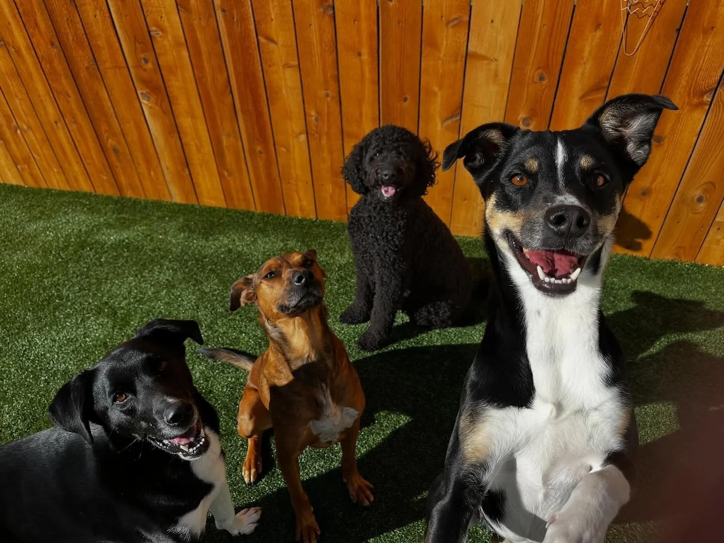 &ldquo;Can you tell which dog has only child syndrome? 😆🐾

(Hint: the one making sure the camera knows they&rsquo;re the main character!)&rdquo;

#MainCharacterEnergy #DogDaycareLife #KannonsKabins #OnlyChildSyndrome