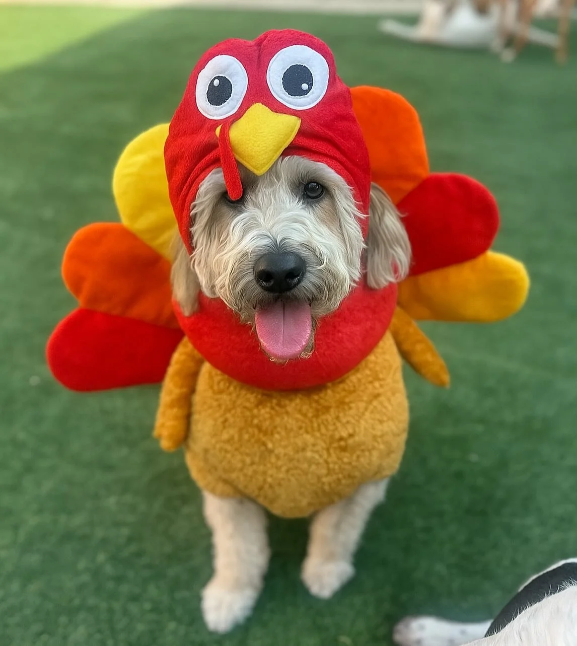 🦃 Thanksgiving is right around the corner and our boarding spots are filling up fast! 🍁

If you&rsquo;re traveling for the holidays, now&rsquo;s the time to get your pet&rsquo;s stay booked at Kannon&rsquo;s Kabins!

Please note: 🐾 All new clients