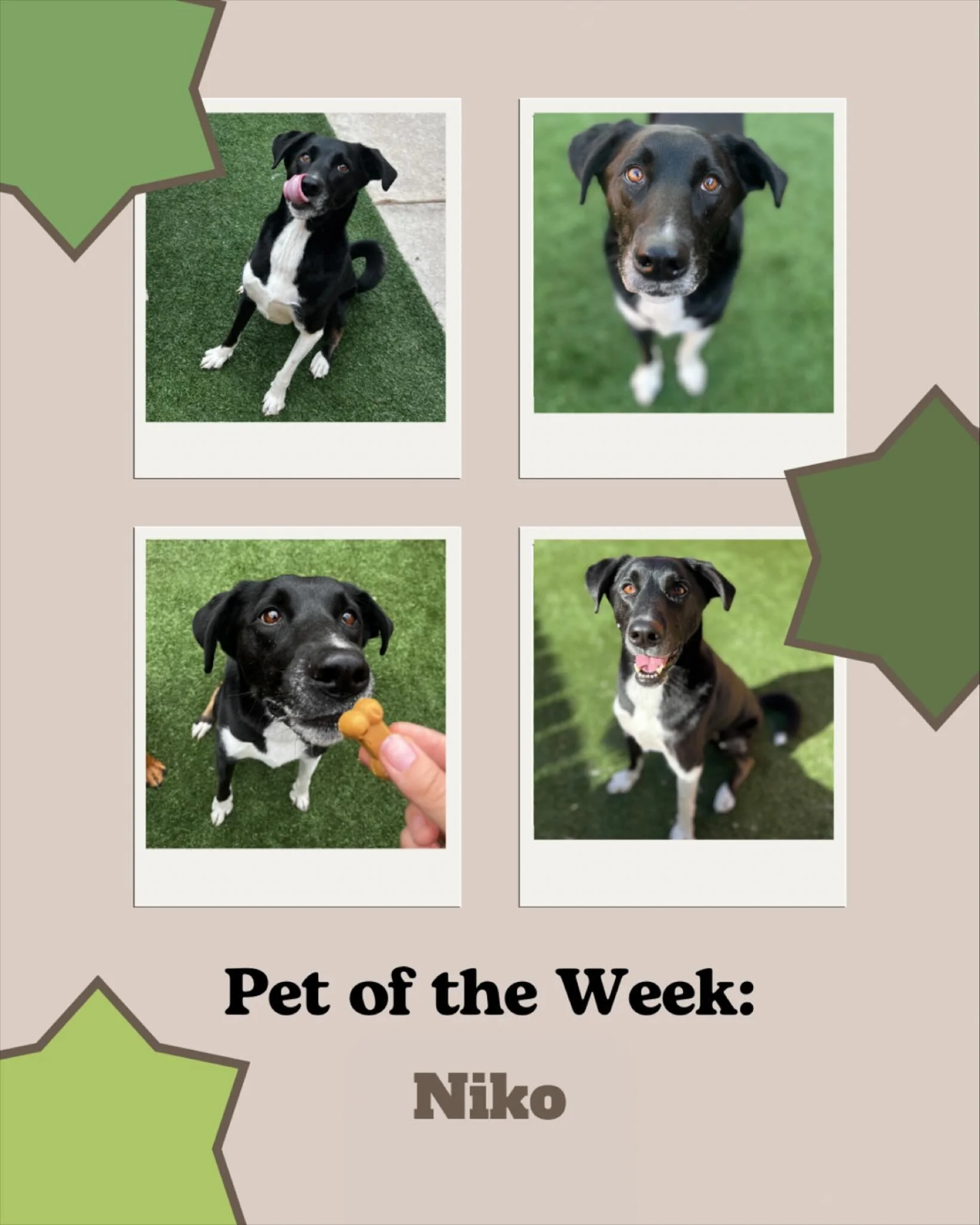 Meet Niko, our featured pet of the week! 

Niko has been coming to see us for years and has grown up right alongside our team. Whether he&rsquo;s here for daycare or boarding, he always brings his big personality and sweet energy with him. Niko is al