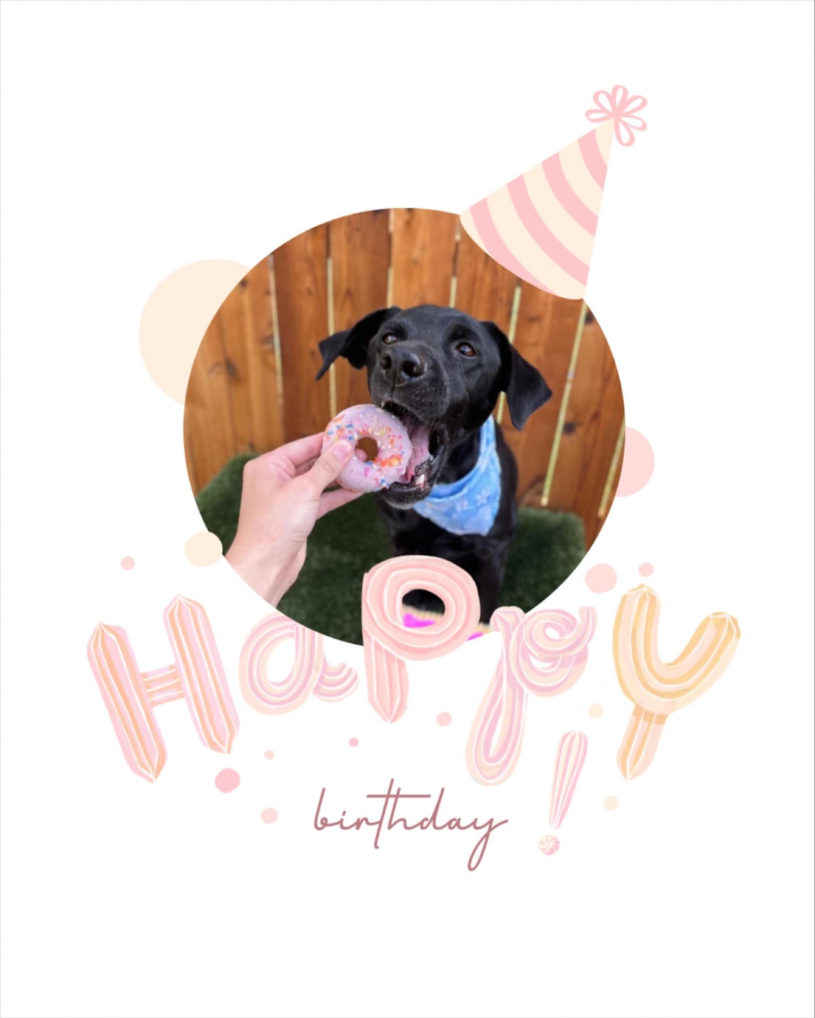 Happy 6th Birthday, Rogue!