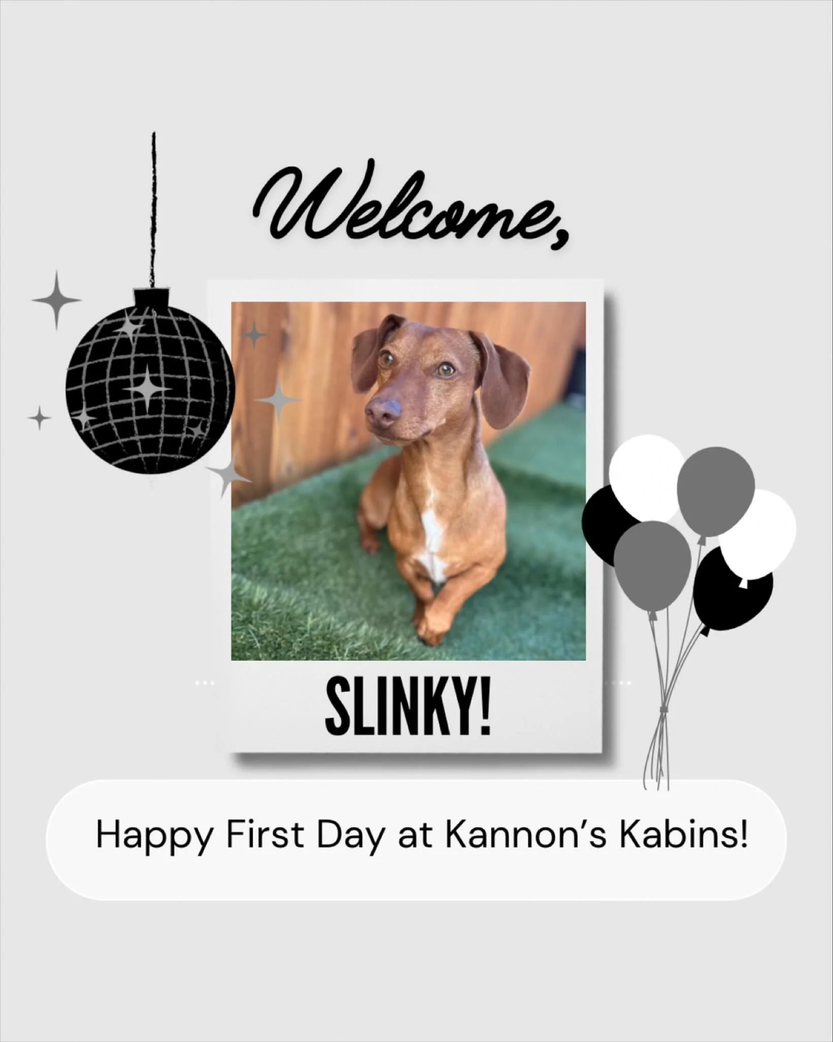 Happy First Day at Kannon&rsquo;s Kabins, Slinky!