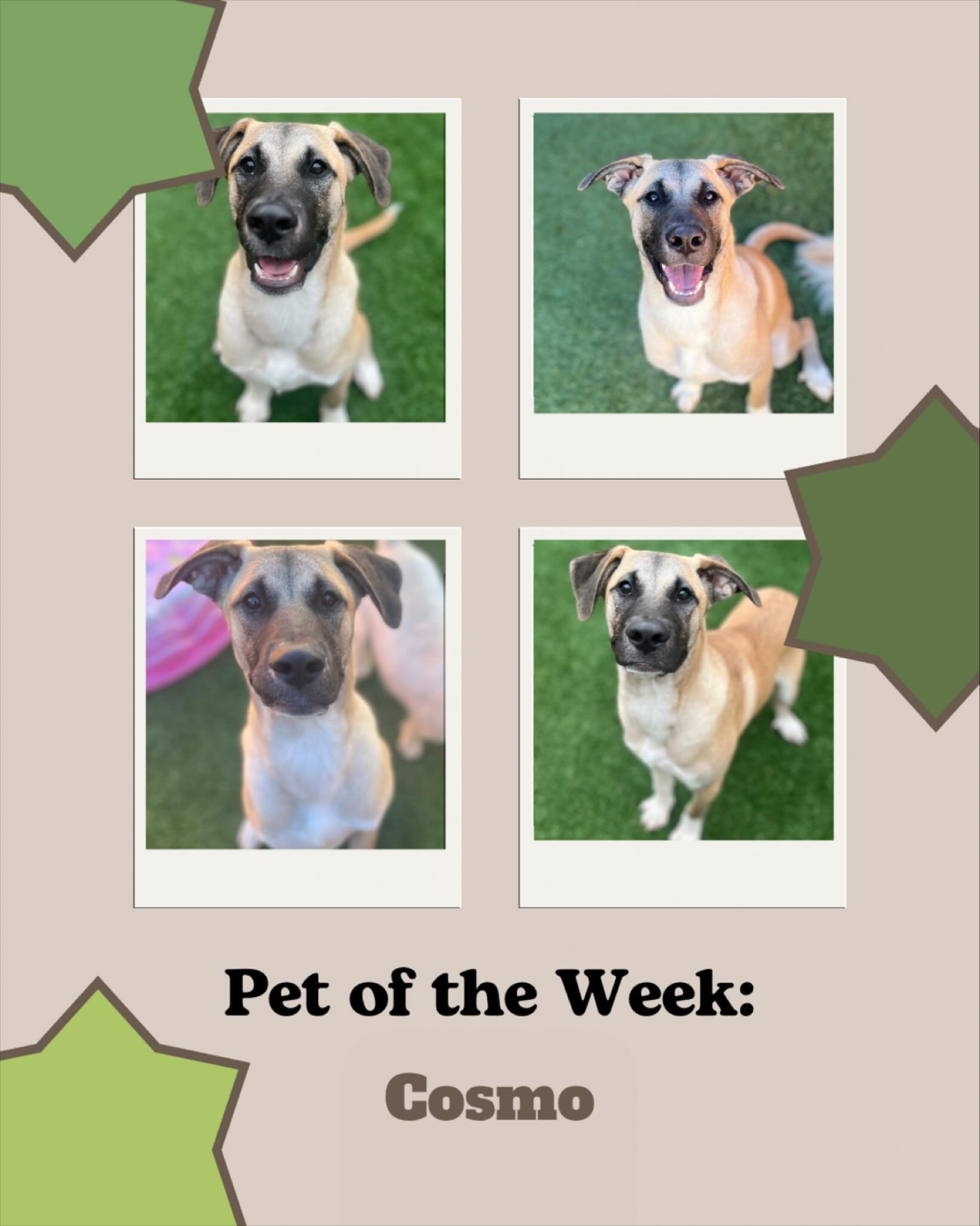 Meet Cosmo, our featured pet of the week! 

Cosmo is one of our newest VIP members! He loves coming to daycare and running around with all of his friends. Cosmo has the sweetest disposition and we always enjoy seeing him walk through our doors!