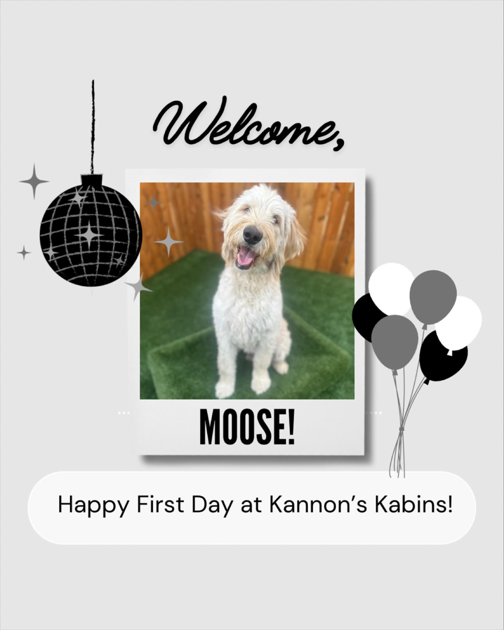 Happy First Day at Kannon&rsquo;s Kabins, Moose!
