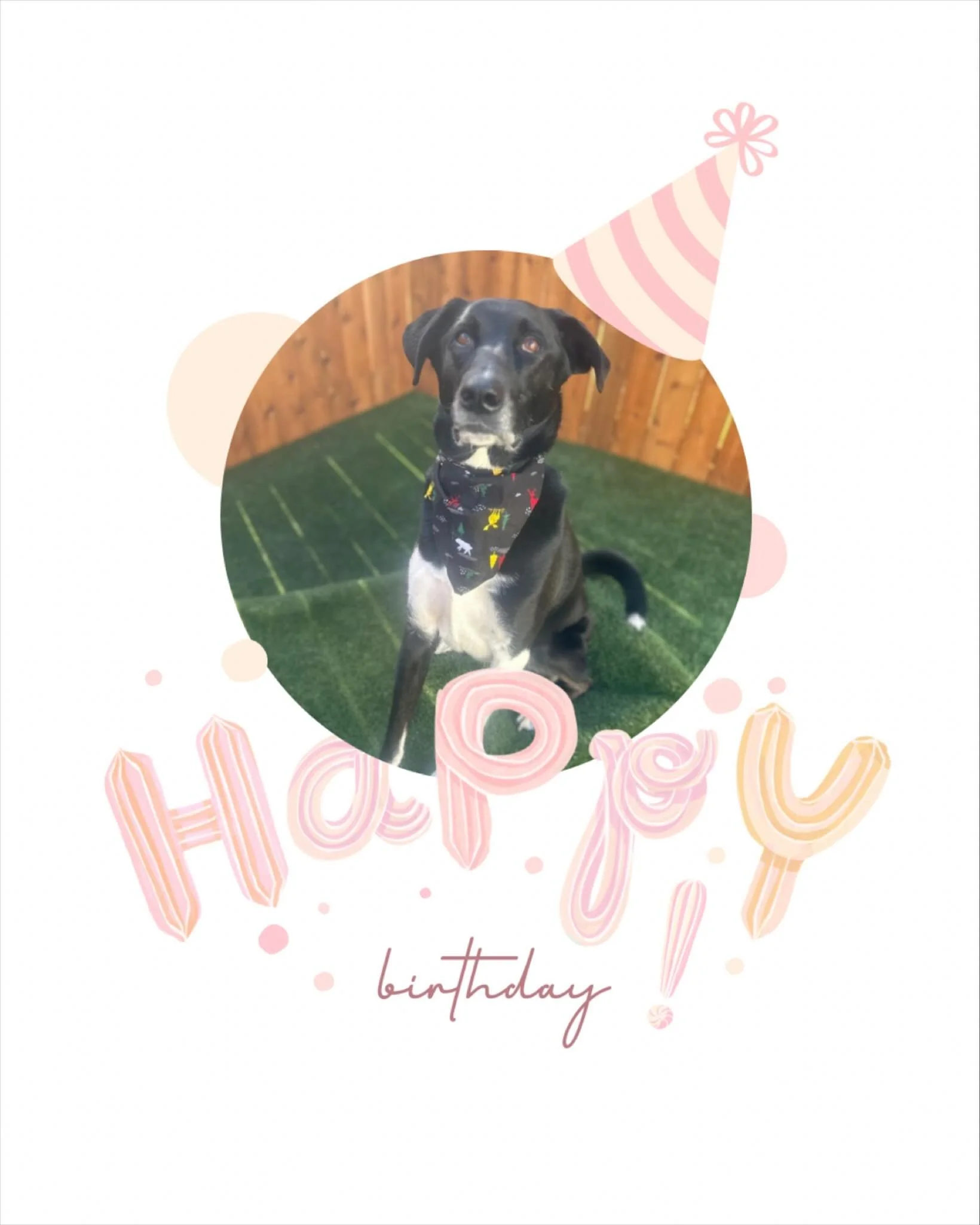 Happy 5th Birthday, Niko!