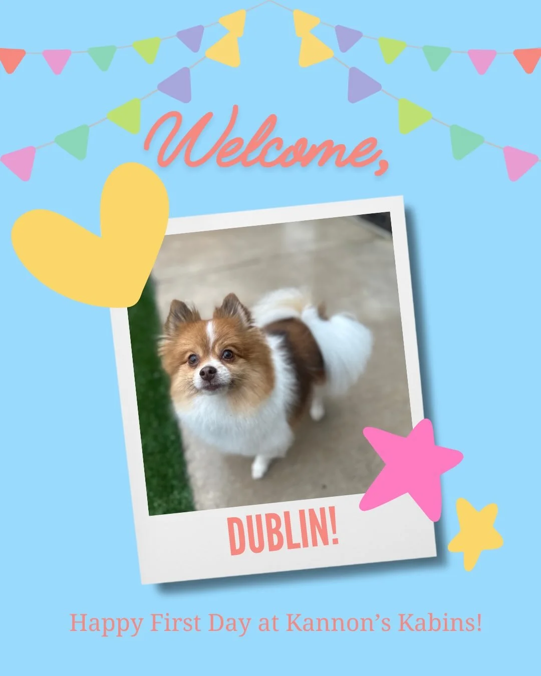 Happy First Day at Kannon&rsquo;s Kabins, Dublin &amp; Teddy!