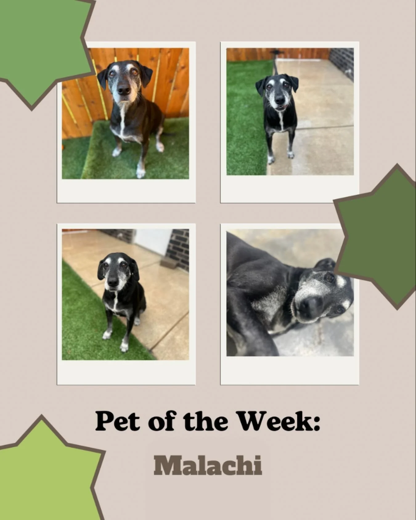 Meet Malachi, our featured pet of the week! 

Malachi is one of our newer boarding members! He loves coming to snuggling with staff and taking a long nap after playing in daycare. Malachi is a staff favorite pet and brightens everyone&rsquo;s day wit