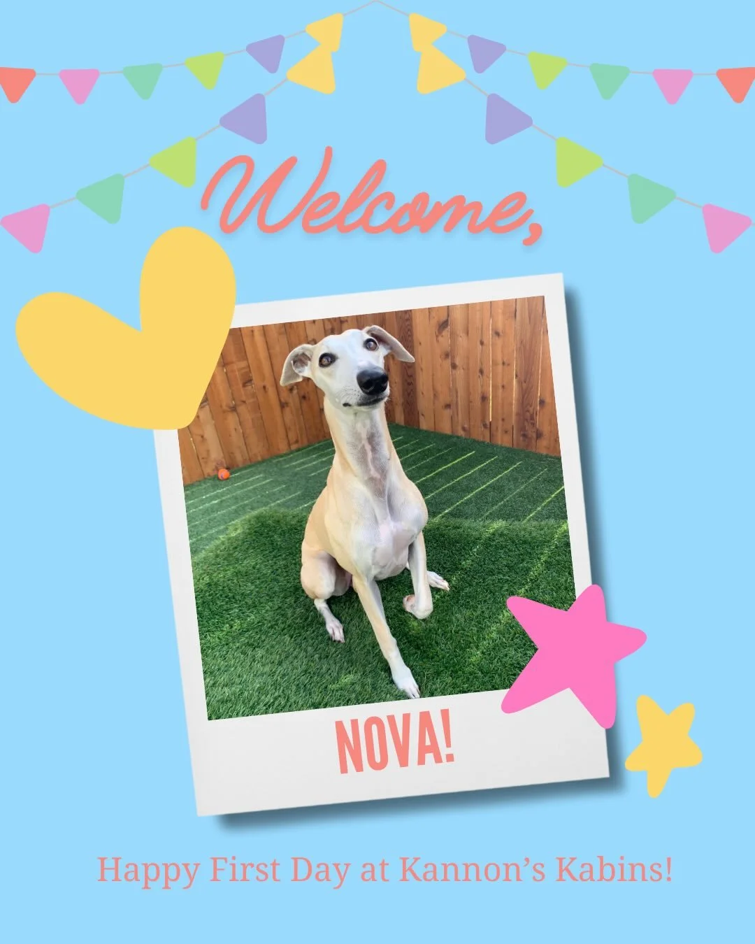 Happy First Day at Kannon&rsquo;s Kabins, Nova, Stella, and Cora!