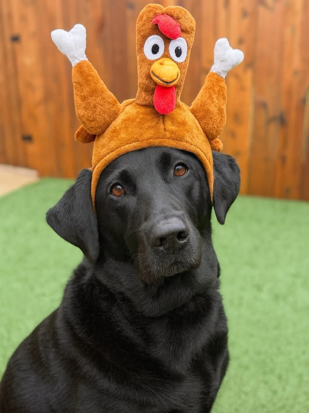 From our pack to yours&hellip; Happy Thanksgiving! 🦃🍁🍽 

Thank you for supporting our small business and trusting us with your pets. We&rsquo;re grateful every single day. 🧡🐾

#boarding #daycare #veterinary #grooming #allinonepetstop #edmondok #