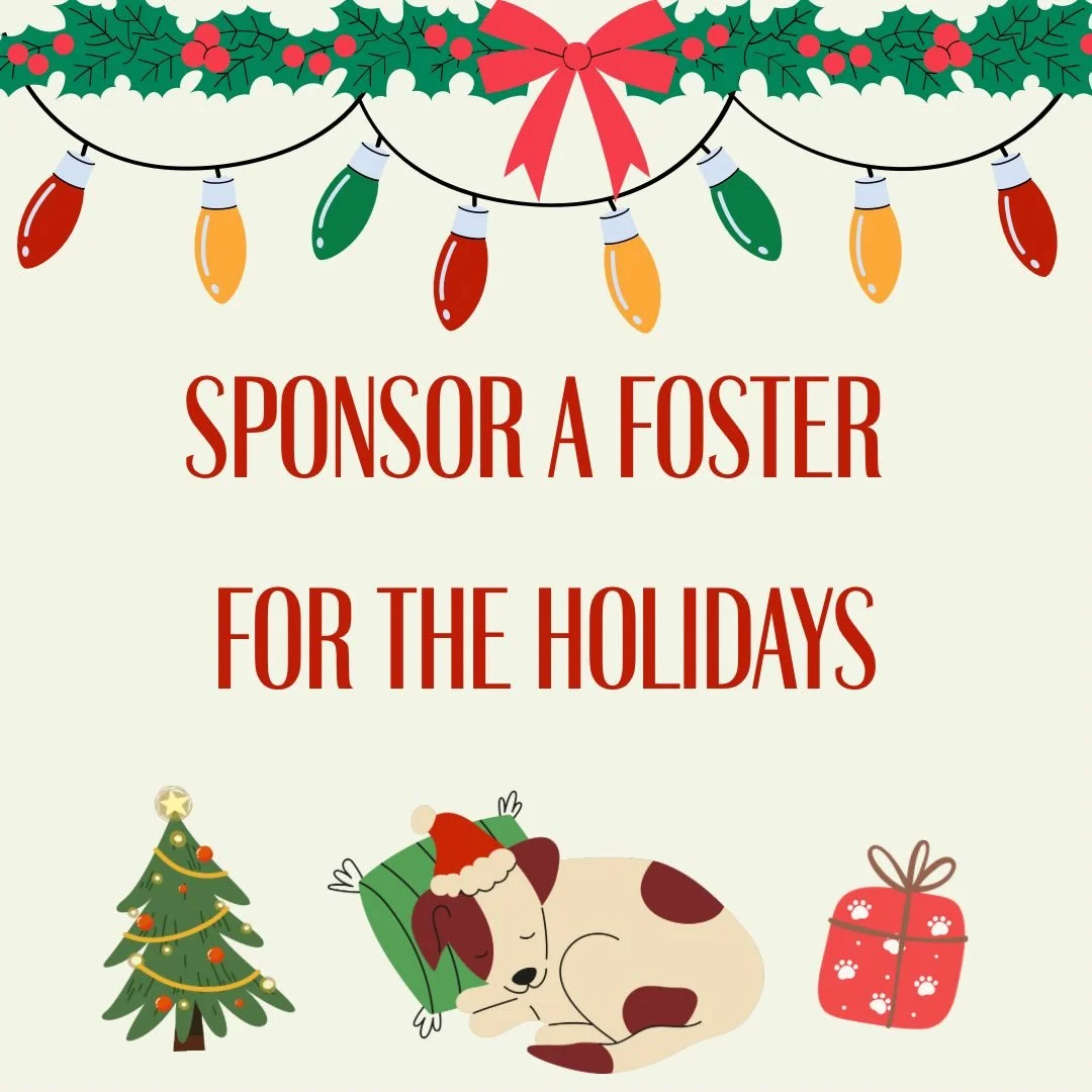 ✨ Want to support a foster dog this holiday season? ✨

Swipe through to meet the amazing foster pups currently in our care! Each photo highlights the enrichment, routines, and individual needs that help them thrive. 💛

Our GoFundMe link is in our bi