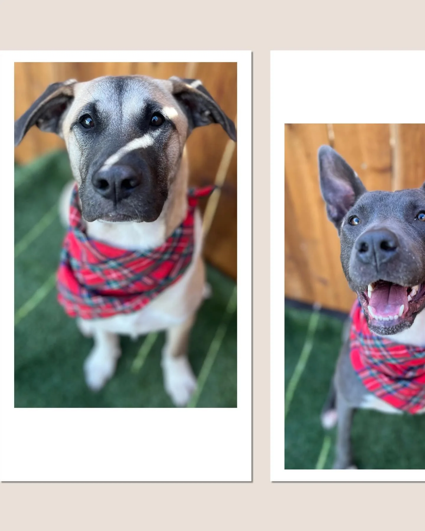 Christmas pups 🎅🐶