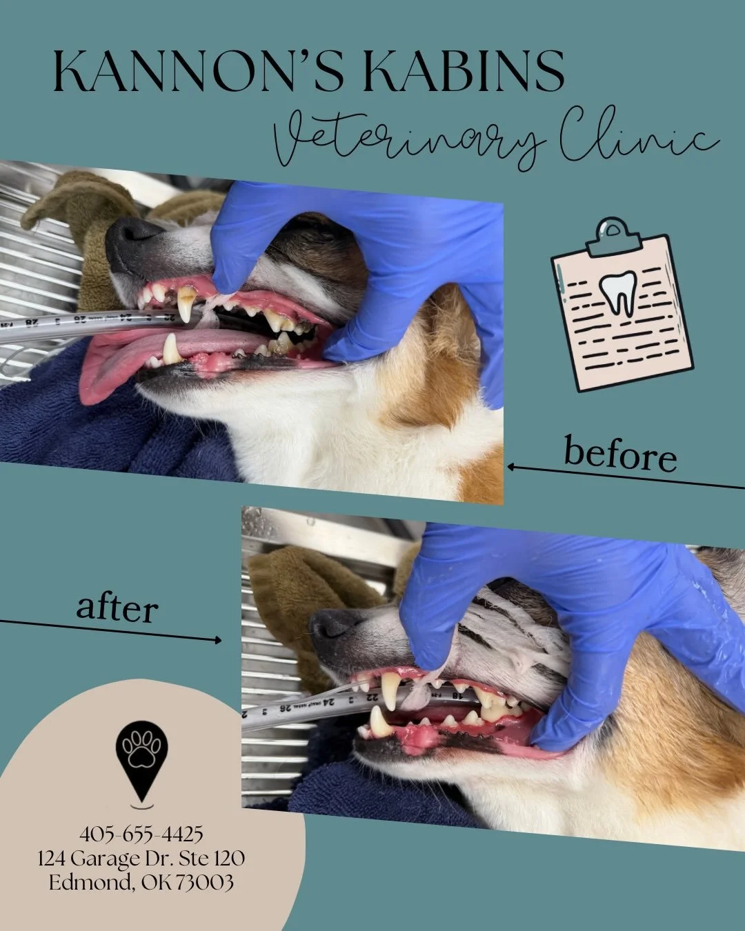Another dental day in the books 🦷✨ Keeping smiles healthy is what we do best!

Now&rsquo;s the perfect time to book &mdash; we&rsquo;re offering 20% OFF dental services for a limited time.

Your pet&rsquo;s oral health matters. Call or DM us to sche