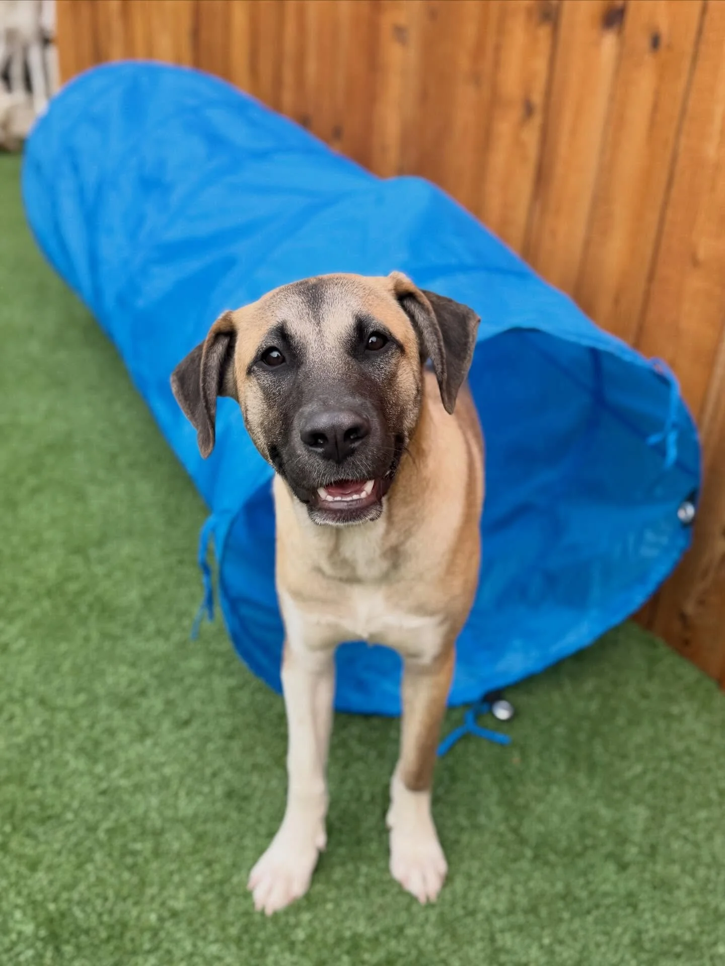 Structured daycare isn&rsquo;t just play &mdash; it&rsquo;s purposeful.
Cosmo is a 7-month-old puppy who&rsquo;s been coming to daycare twice a week, and we&rsquo;ve focused on building real-life skills alongside healthy socialization. During his tim