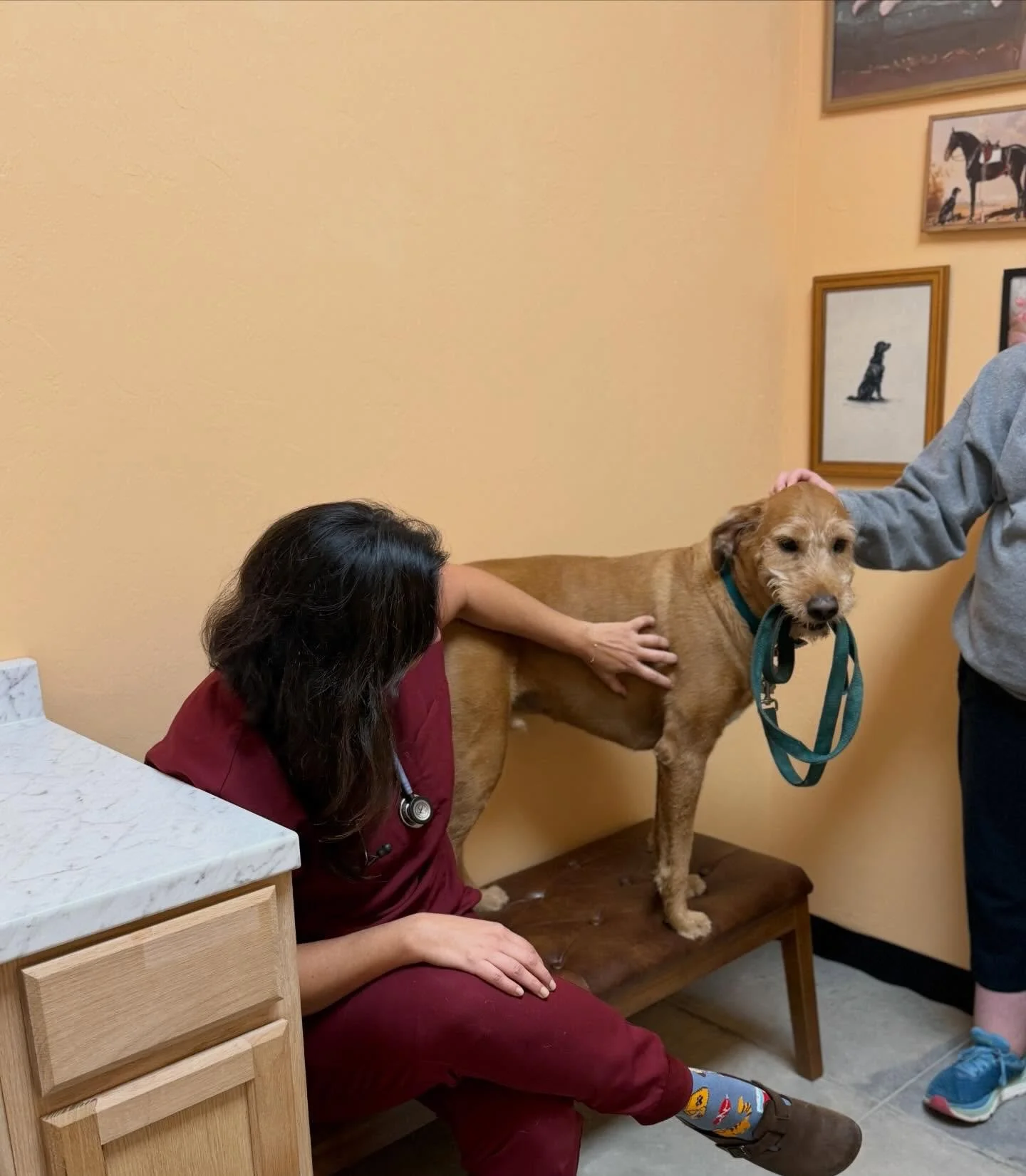 Where care meets compassion 🩺🐾
From routine exams to hands-on, gentle care, our veterinary team is dedicated to keeping your pets healthy, comfortable, and stress-free. We take the time to assess, listen, and support your pet every step of the way 