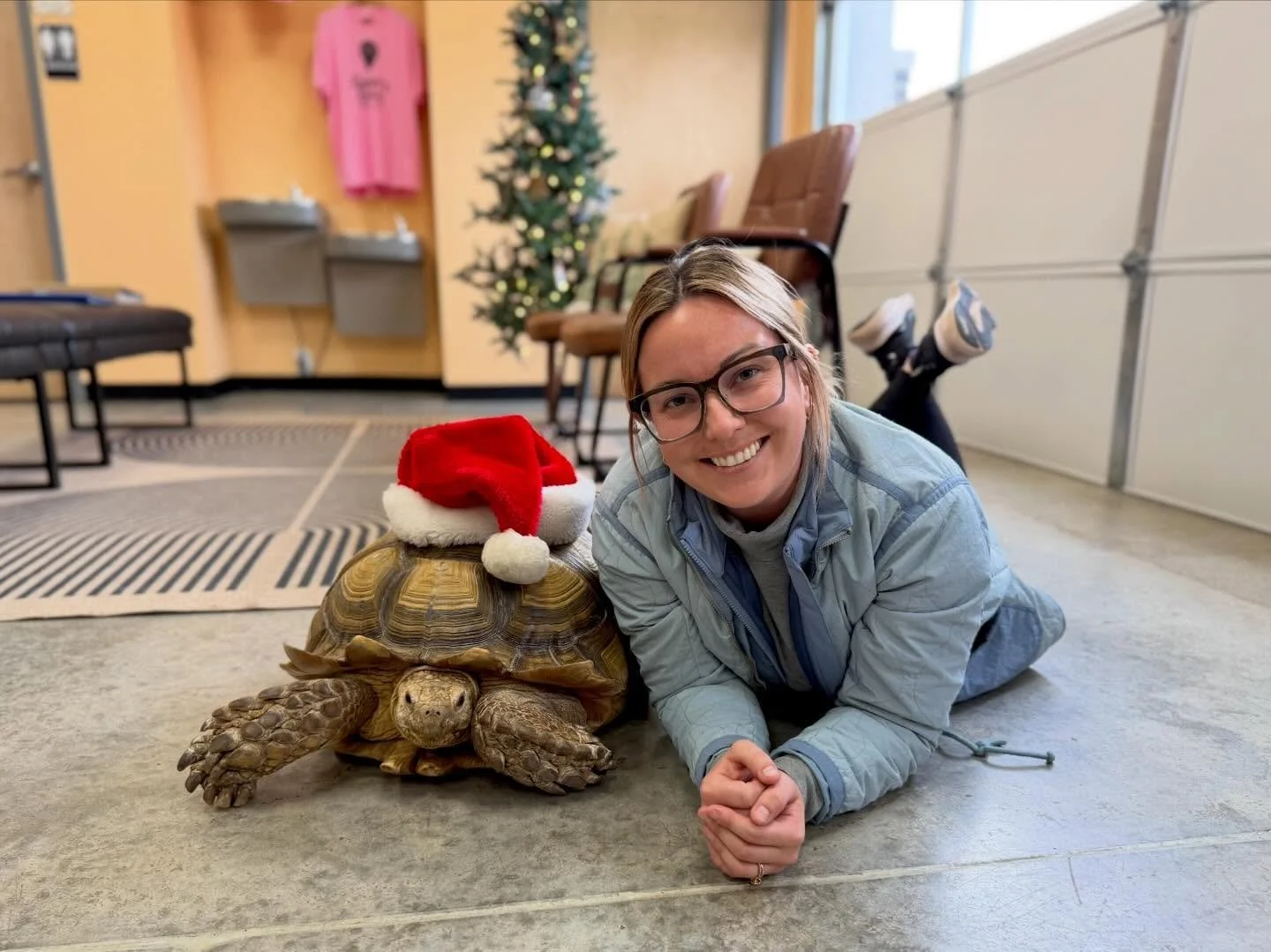 Meet Samson - our newest boarding guest 🐢🎄💚

Born in 1999, Samson is a very social 26 year old Sulcata tortoise! To say we&rsquo;ve been enjoying his company is an understatement! We are so happy his mom and dad trust us enough to care for him. Su