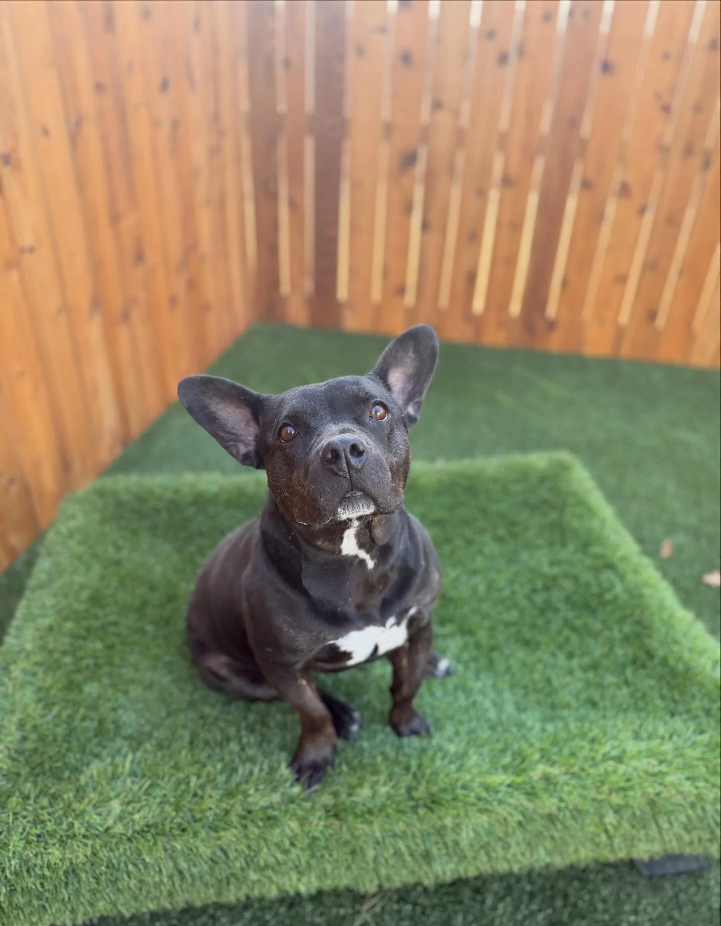 The weather is suppose to be nice tomorrow! Mocha and Bruiser are two rescue dogs who aren&rsquo;t able to attend daycare due to being dog aggressive but would love a car ride or walk outside the facility. 💗🥹 I am working this weekend so if you are