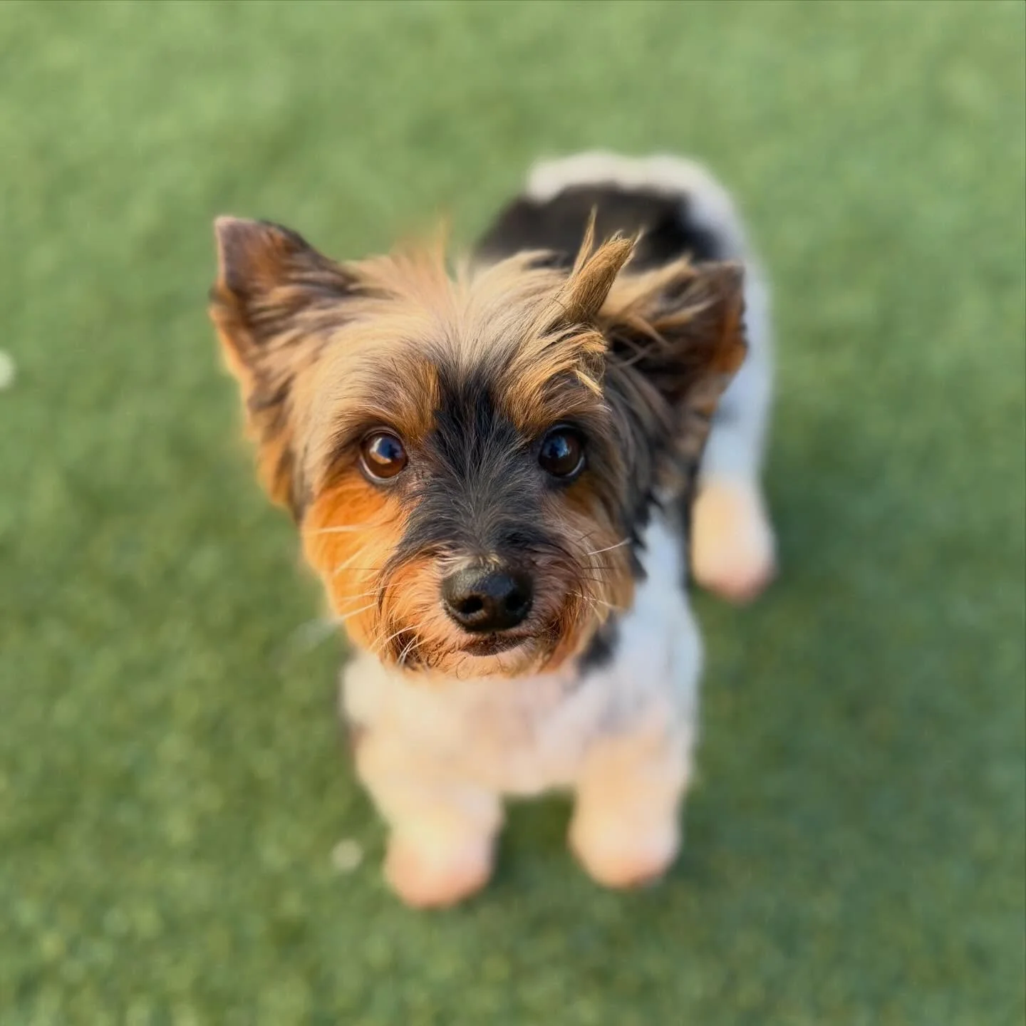 Evie is having a good hair day (and knows it) 🥰