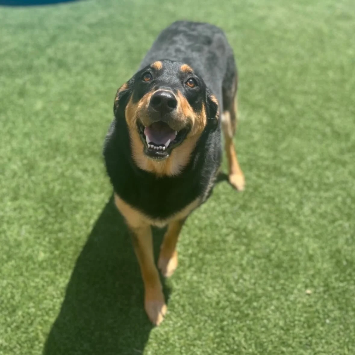 🚨 ADOPT ME ALERT 🚨

This is Snuggles (aka Snugs), a 2-year-old medium/large lovebug looking for her forever home 💕

✔️ Spayed &amp; fully vetted
✔️ Potty, crate &amp; leash trained
✔️ Great with dogs, cats and kids
✔️ Professional cuddler in train