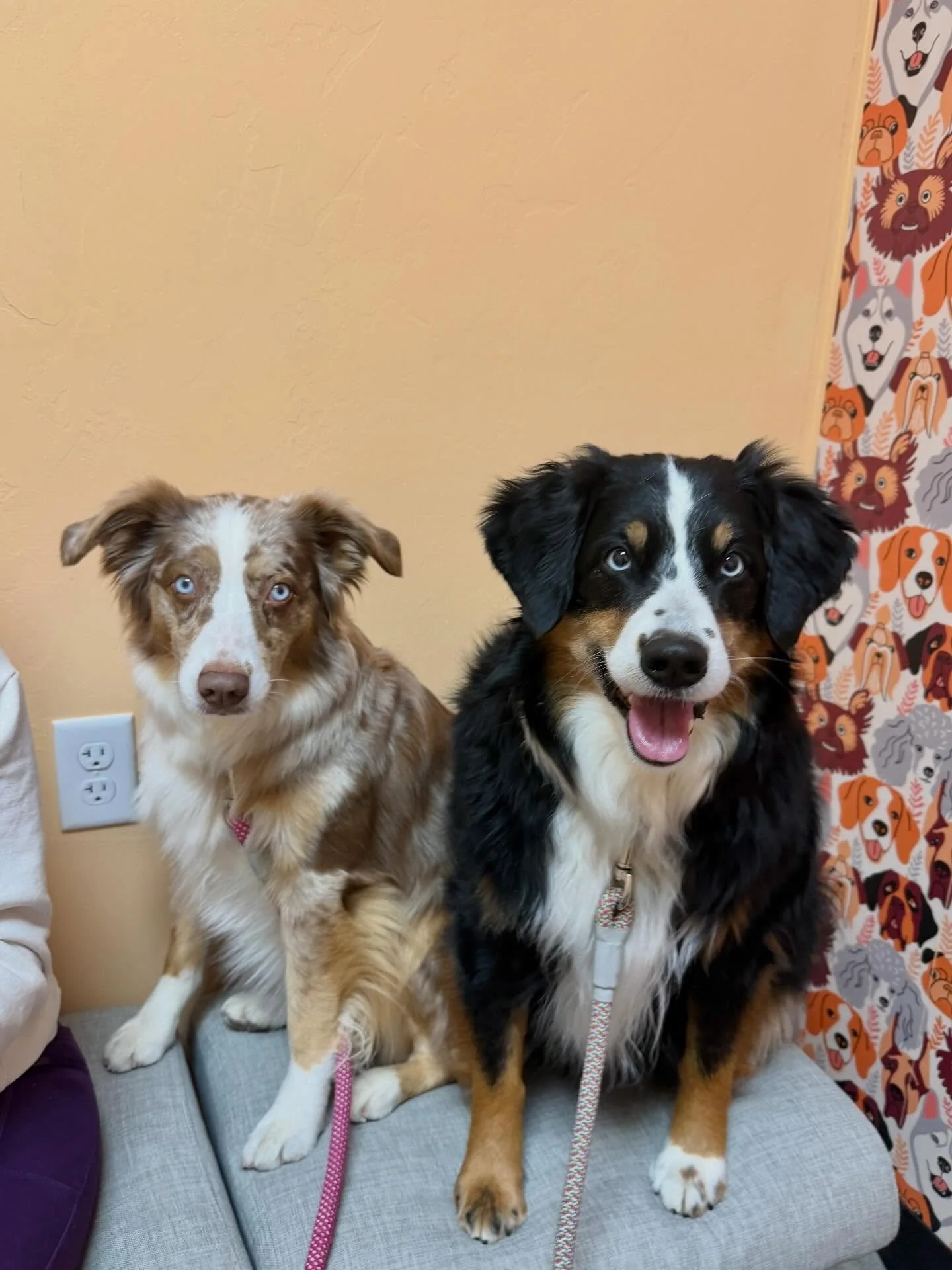 Okay here&rsquo;s the deal&hellip; I have 5 dogs (yes you read that right&hellip;FIVE) and remembering to give them all their heartworm and flea and tick preventatives WAS a nightmare&hellip; UNTIL we switched to ProHeart12 and Bravecto Quantum! 🥳

