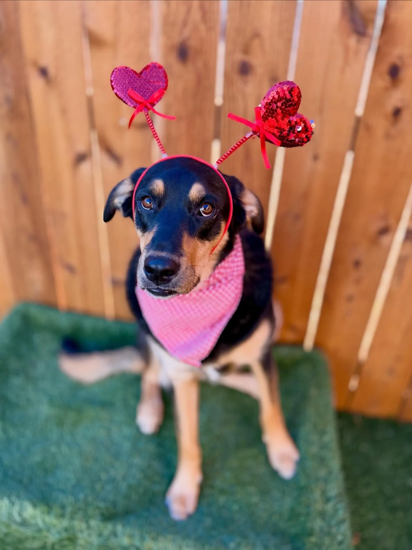 it&rsquo;s giving *cute* 💌

#dogsarethebest #dogsofinstagram #valentinesdaydog
