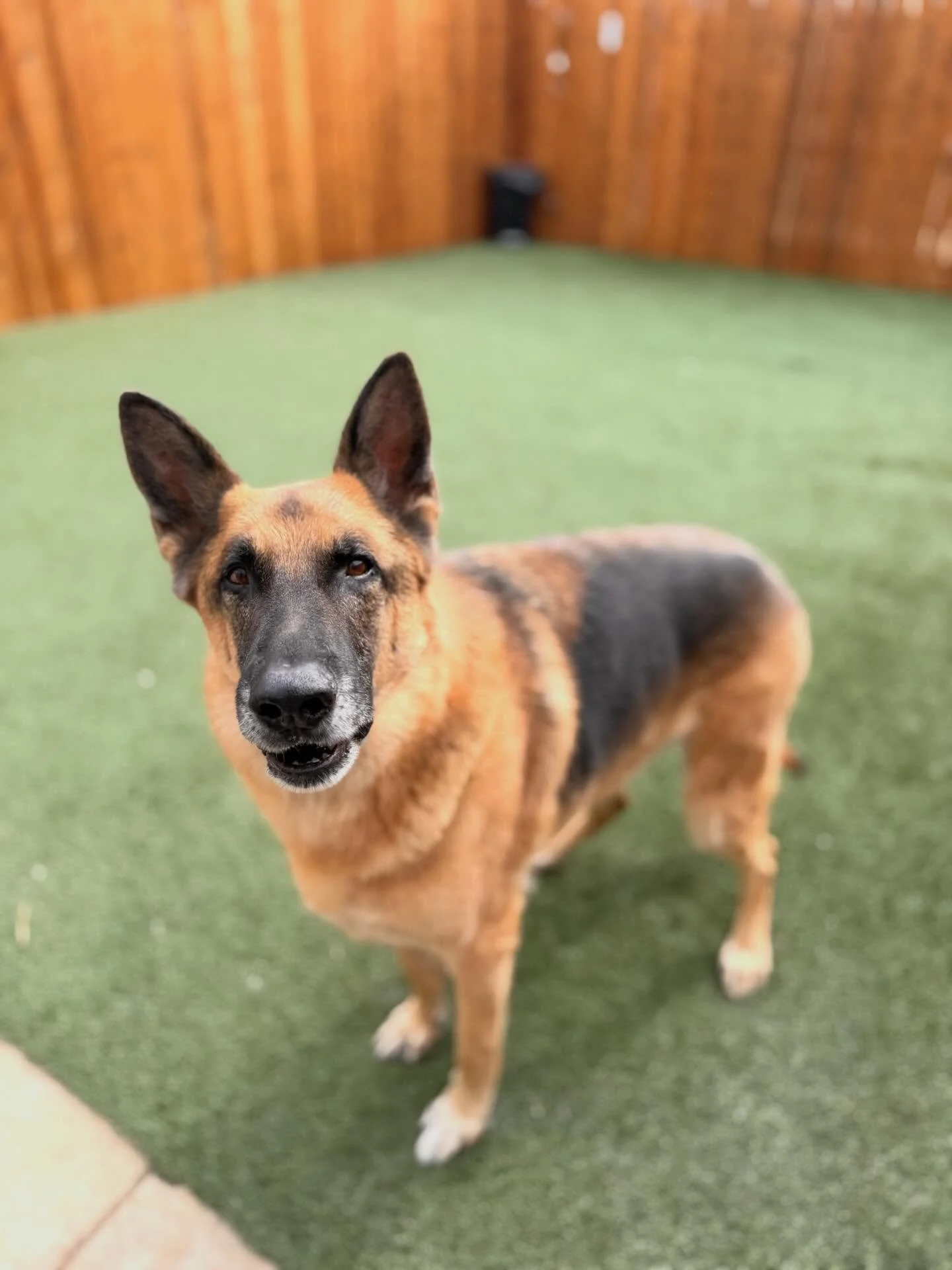 Whether they are here for a vet appt, boarding appt, daycare appt, or groom appt&hellip; all of our fur guests are pretty darn cute ❤️

#petresort #vetclinic #grooming #doggydaycare #mustlovedogs