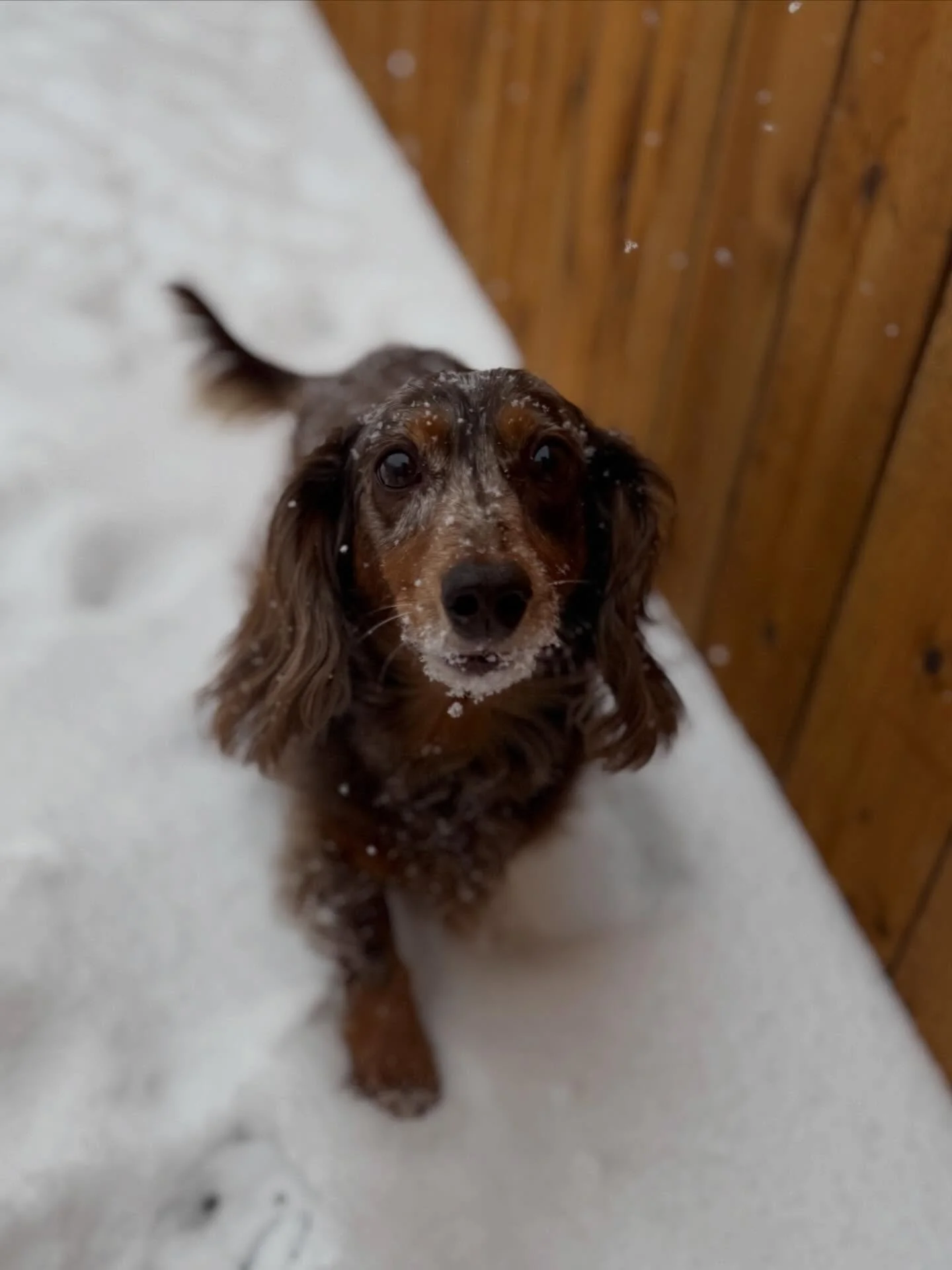 We will be closed for daycare tomorrow, Monday, January 26th. We will be open 5-6 PM for boarding pick up and drop offs only ☃️❄️ STAY SAFE
