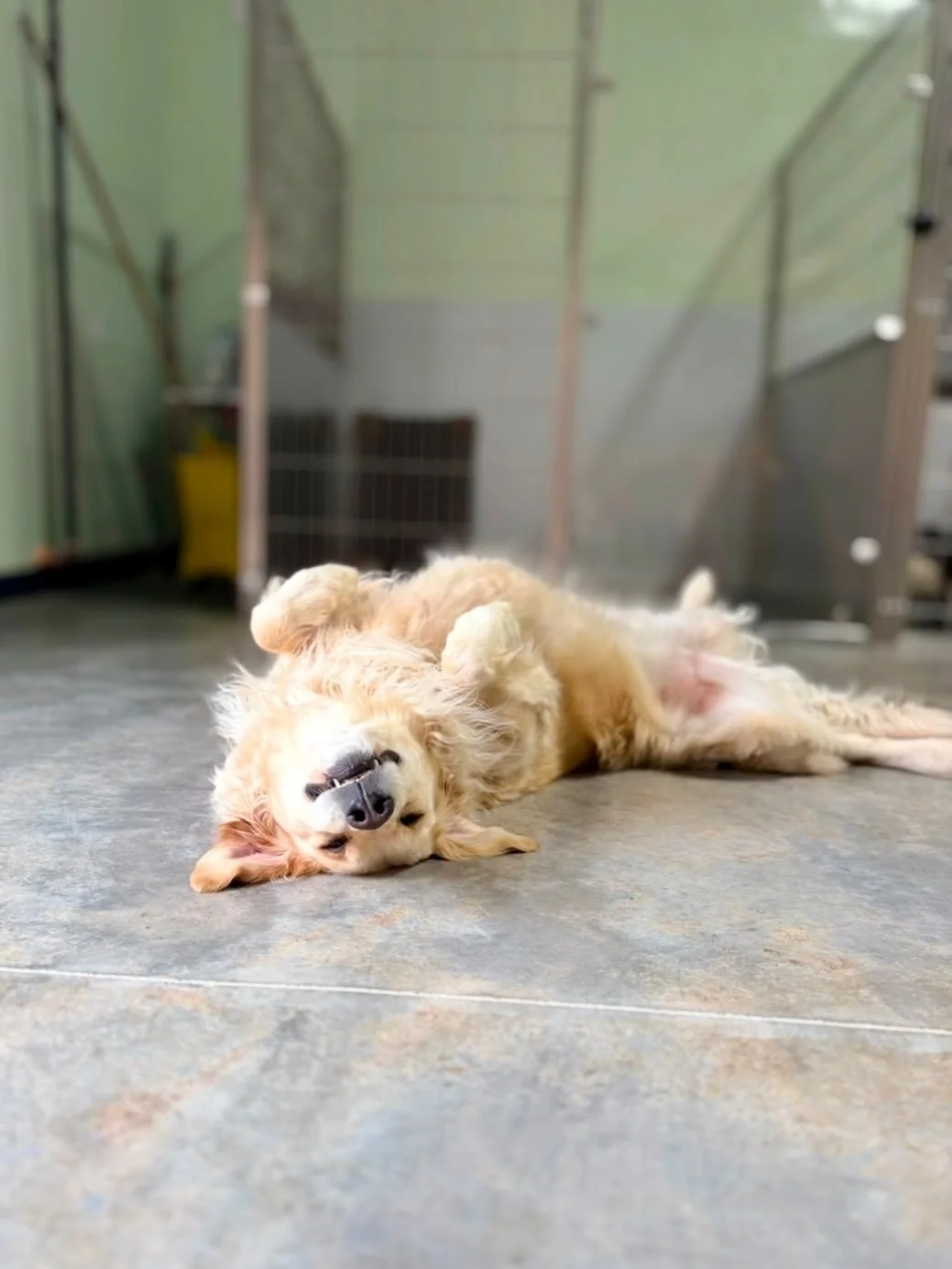 We heard it&rsquo;s National Golden Retriever Day 💛🌟

#nationalgoldenretrieverday #dogsofinstagram